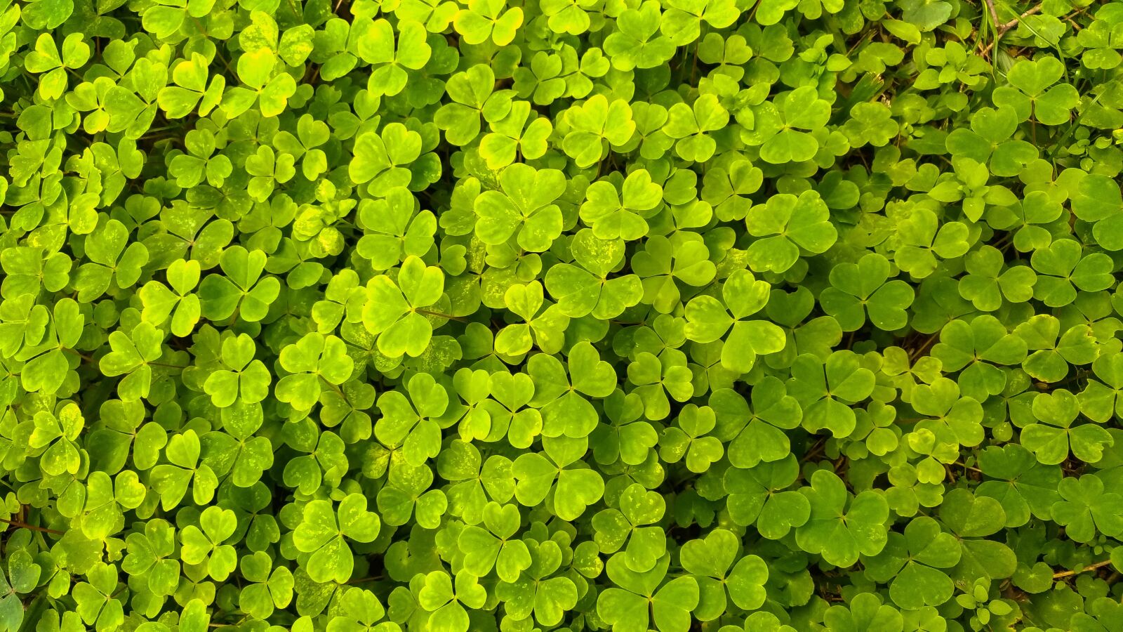 ASUS Z012DC sample photo. Clover, nature, green photography