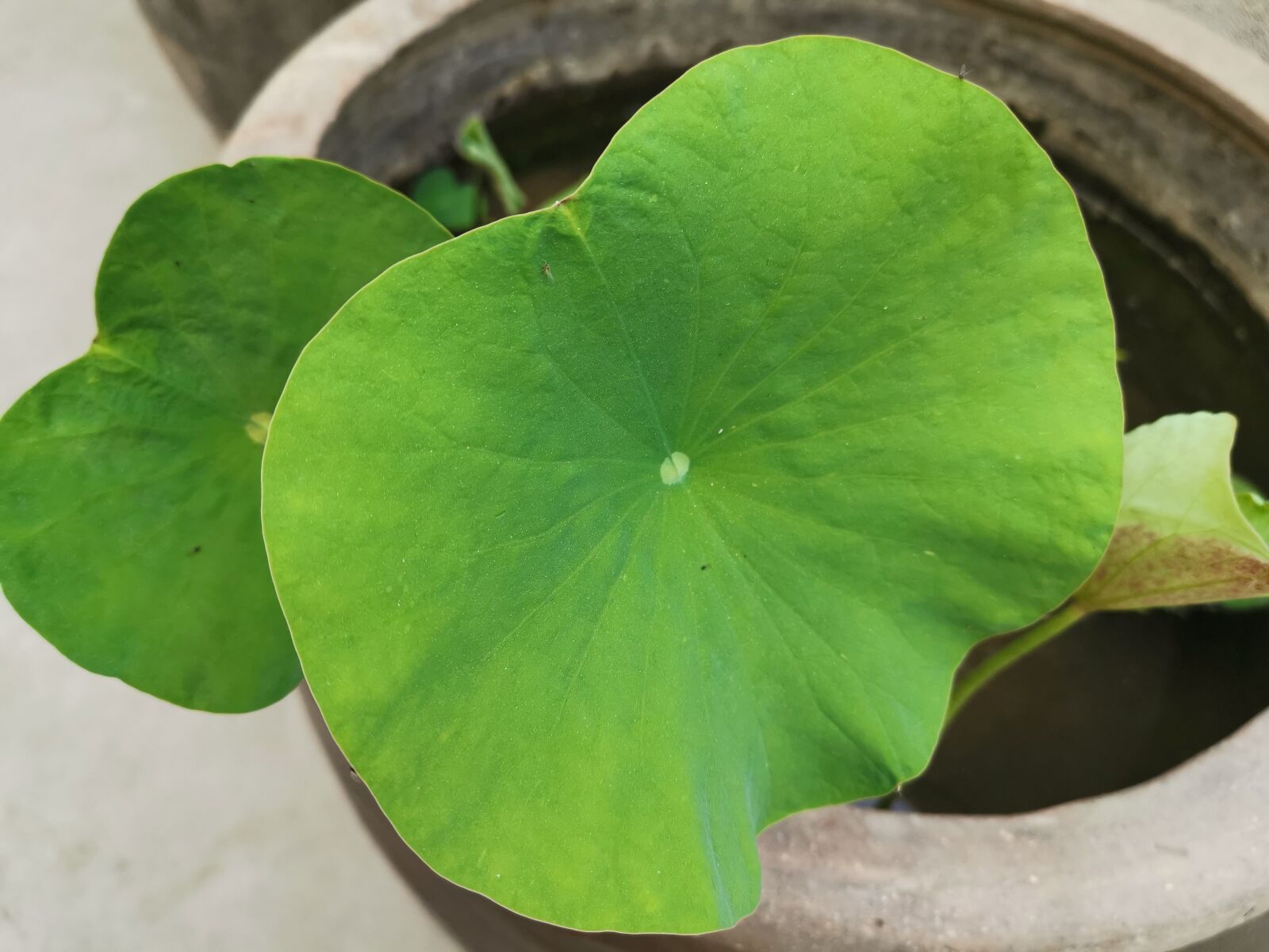 HUAWEI Mate 20 Pro sample photo. Lotus, lotus leaf, vat photography