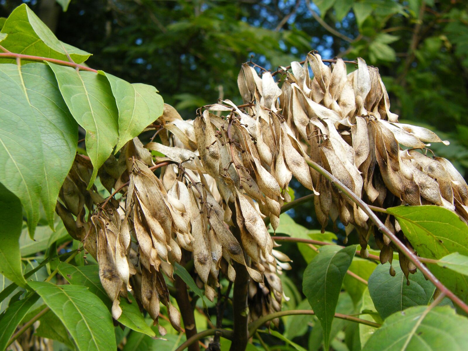 Fujifilm FinePix S8000fd sample photo. Ailanthus altissima, tree of photography