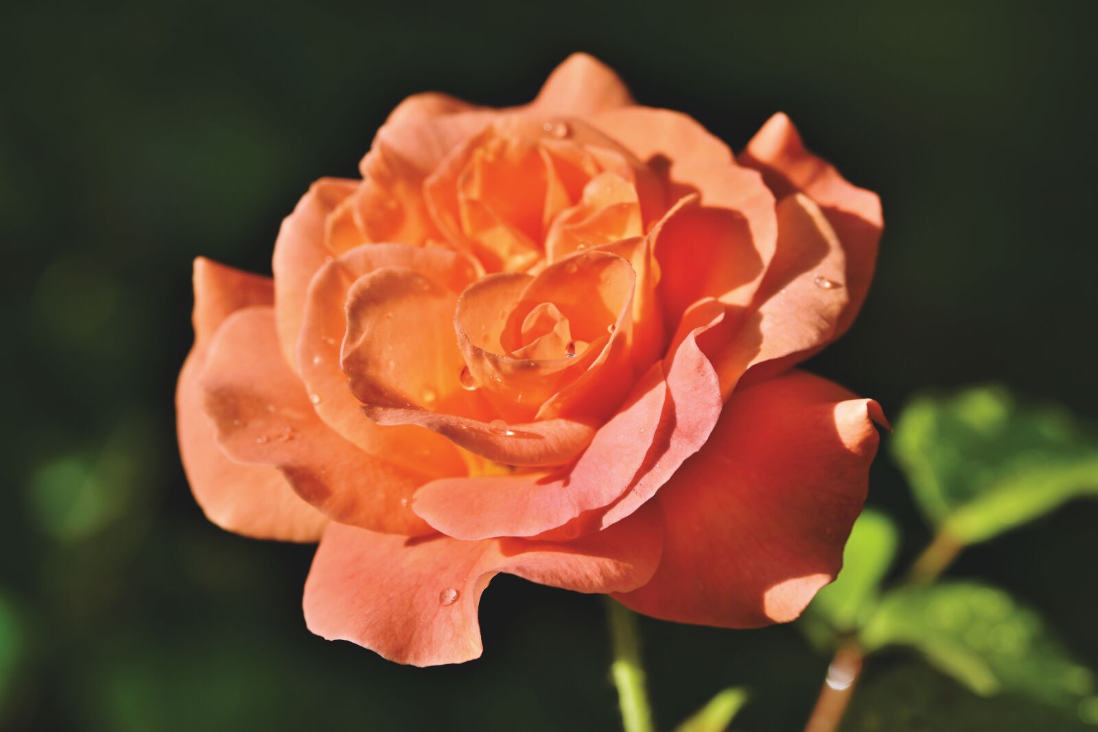 Nikon D7200 sample photo. Rose, rose bloom, garden photography