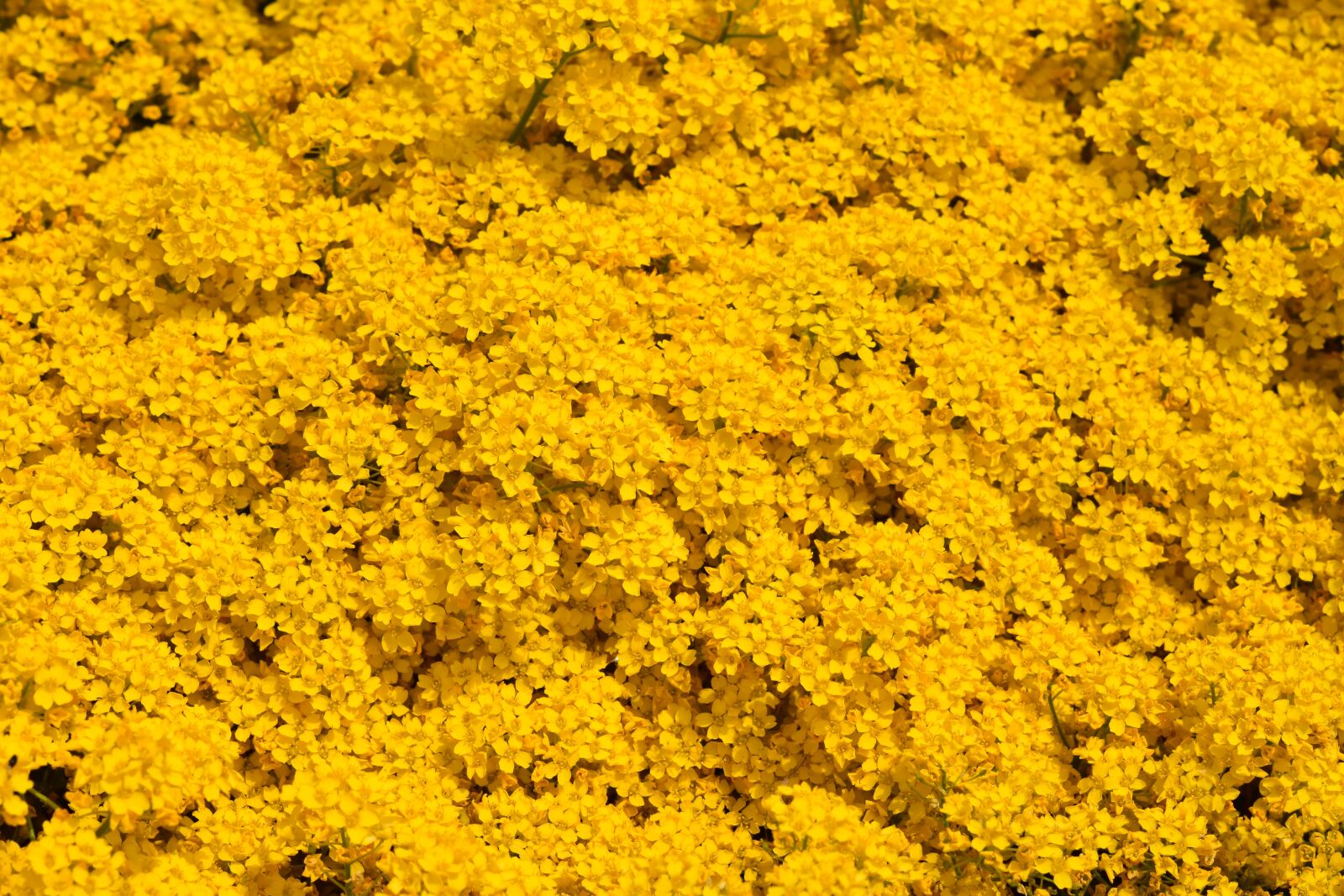 Nikon D5600 sample photo. Flower, yellow flowers, carpet photography