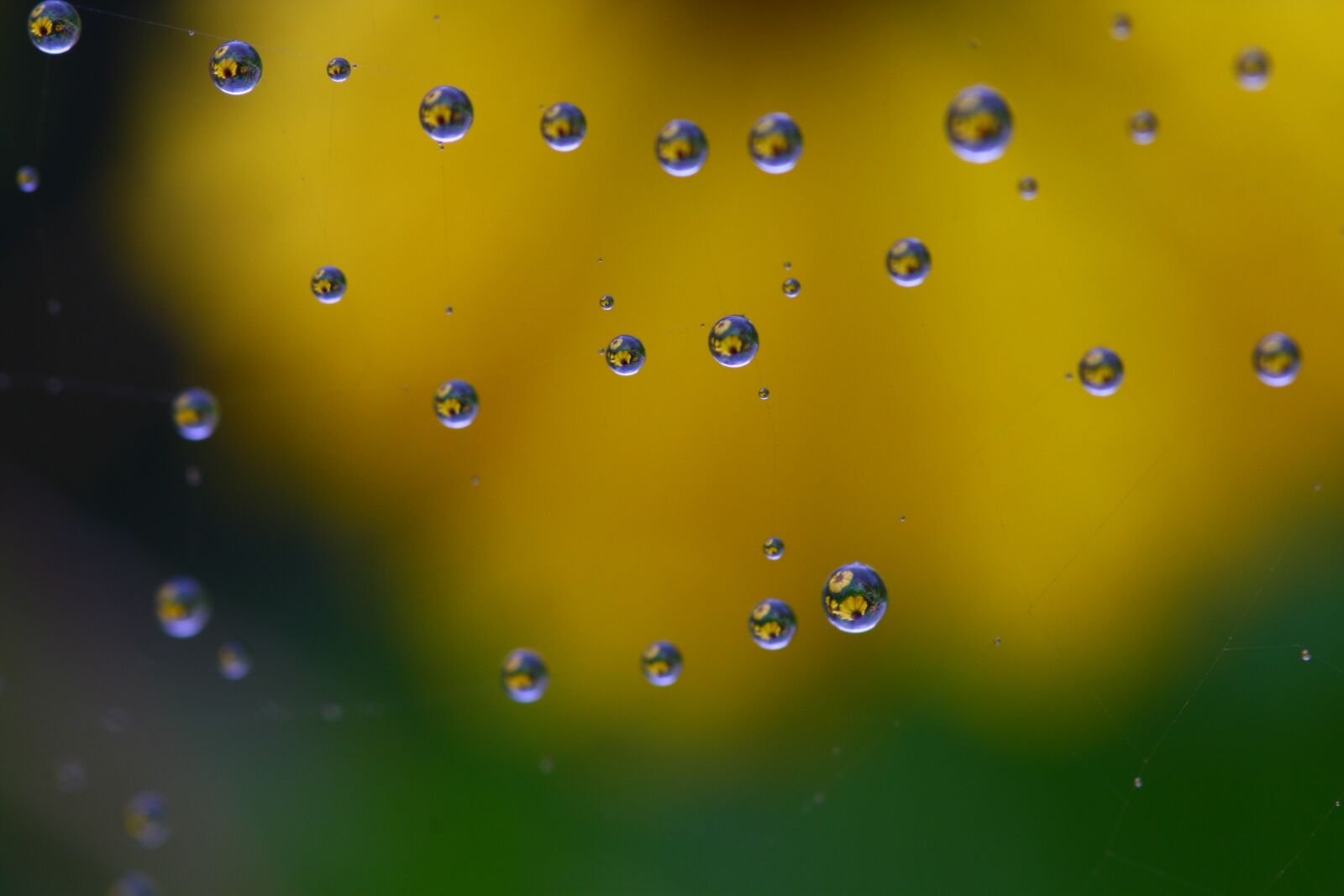 Canon EOS 450D (EOS Rebel XSi / EOS Kiss X2) sample photo. Raindrop, flower, cobweb photography