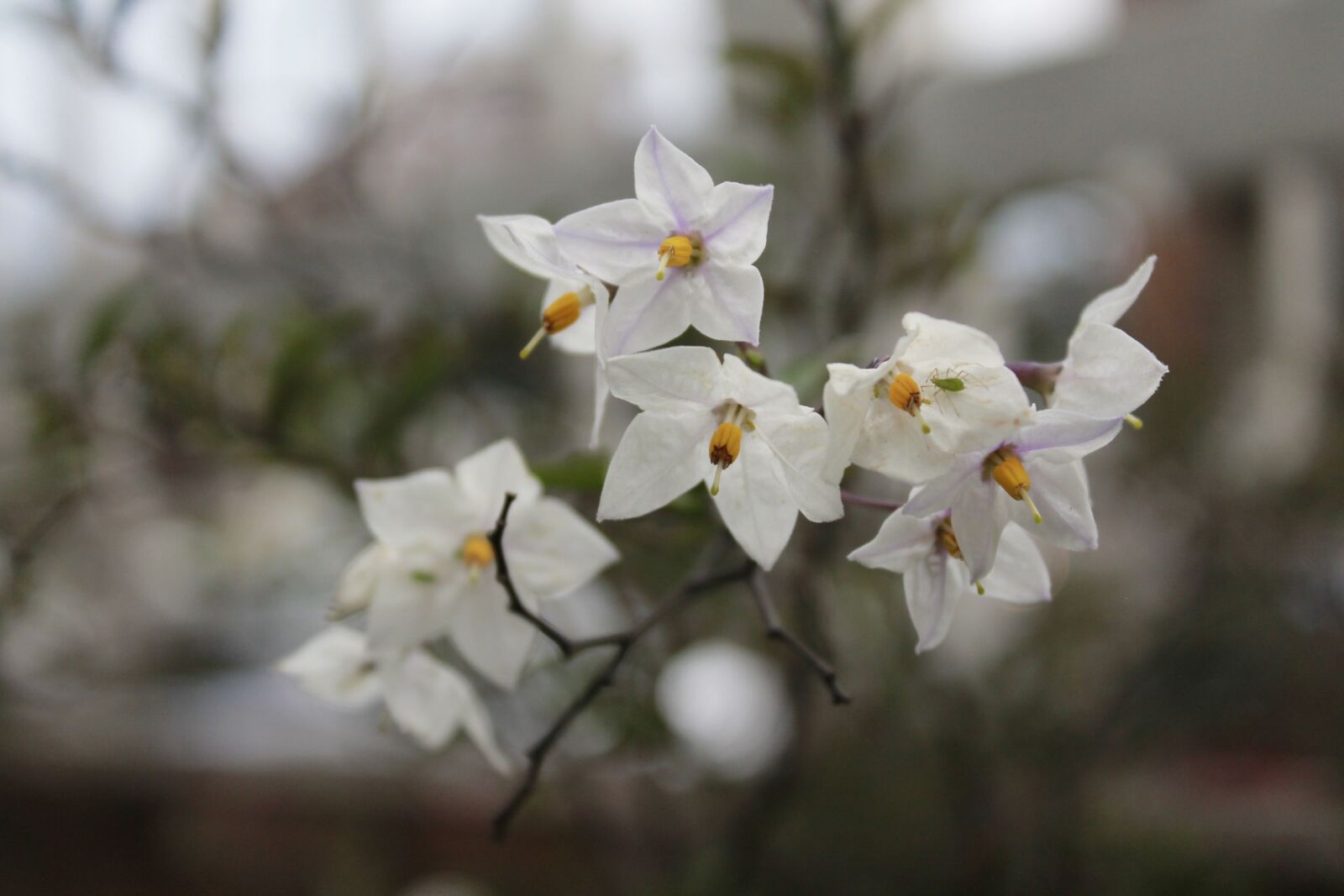 Canon EOS 1100D (EOS Rebel T3 / EOS Kiss X50) sample photo. Flowers, white, women photography