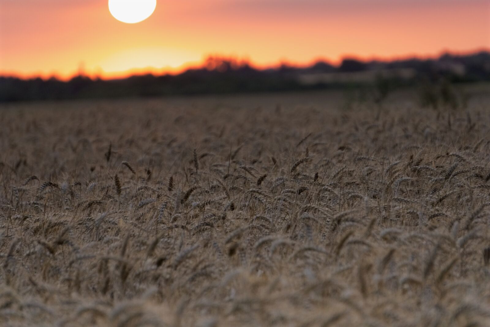 Sony E 55-210mm F4.5-6.3 OSS sample photo. Sunset, fields, wheat photography