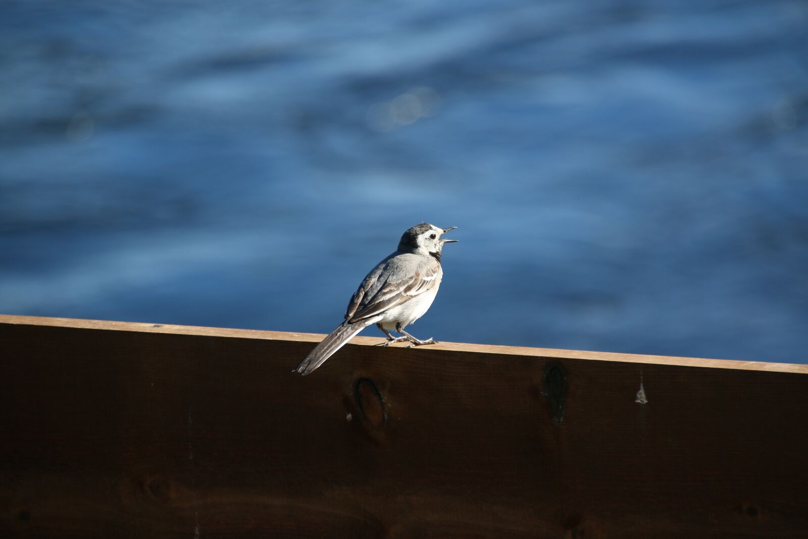 Canon EOS 70D sample photo. Bird, outdoors, nature photography