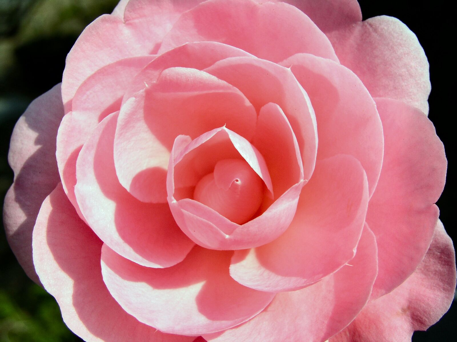 Olympus C5050Z sample photo. Flower, bloom, camilia photography