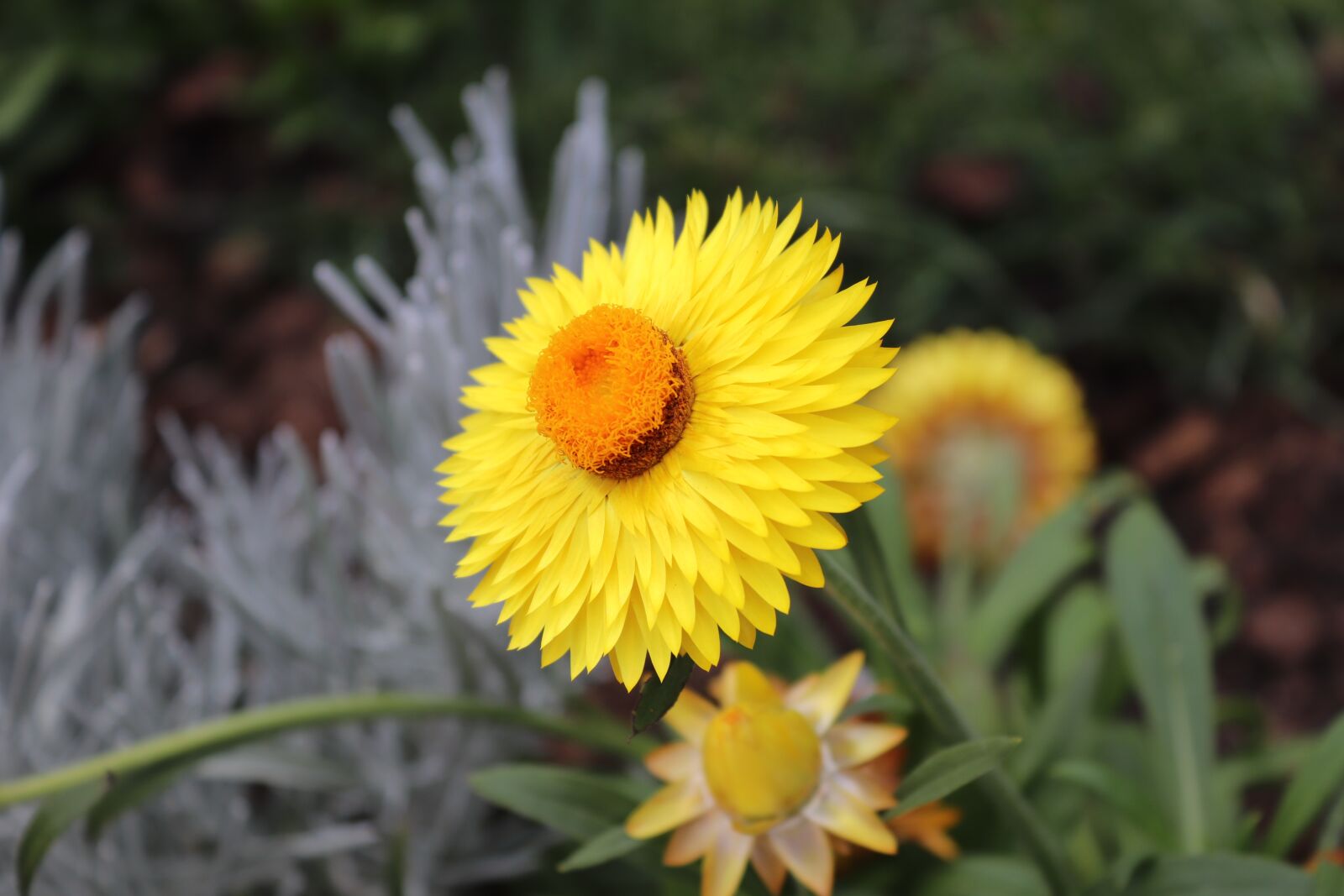 Canon EOS 200D (EOS Rebel SL2 / EOS Kiss X9) sample photo. Yellow flower, detail, macro photography
