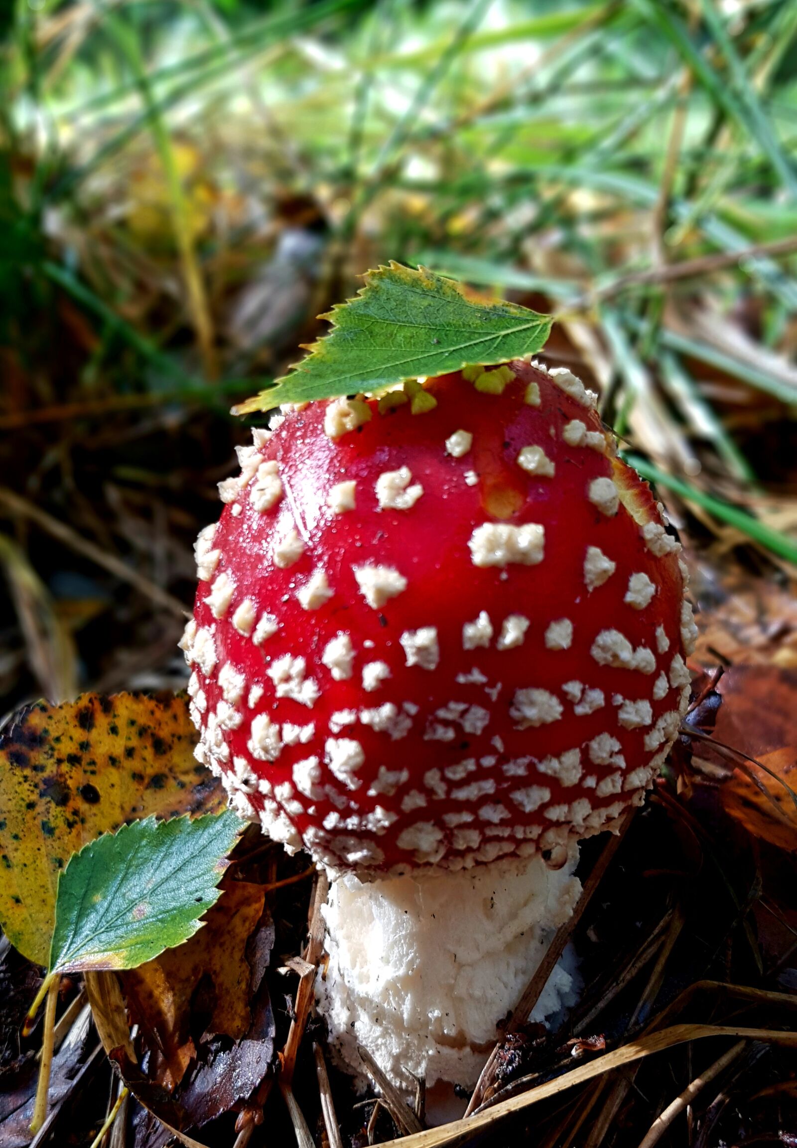 Samsung Galaxy S7 sample photo. Mushroom, fly agaric, autumn photography