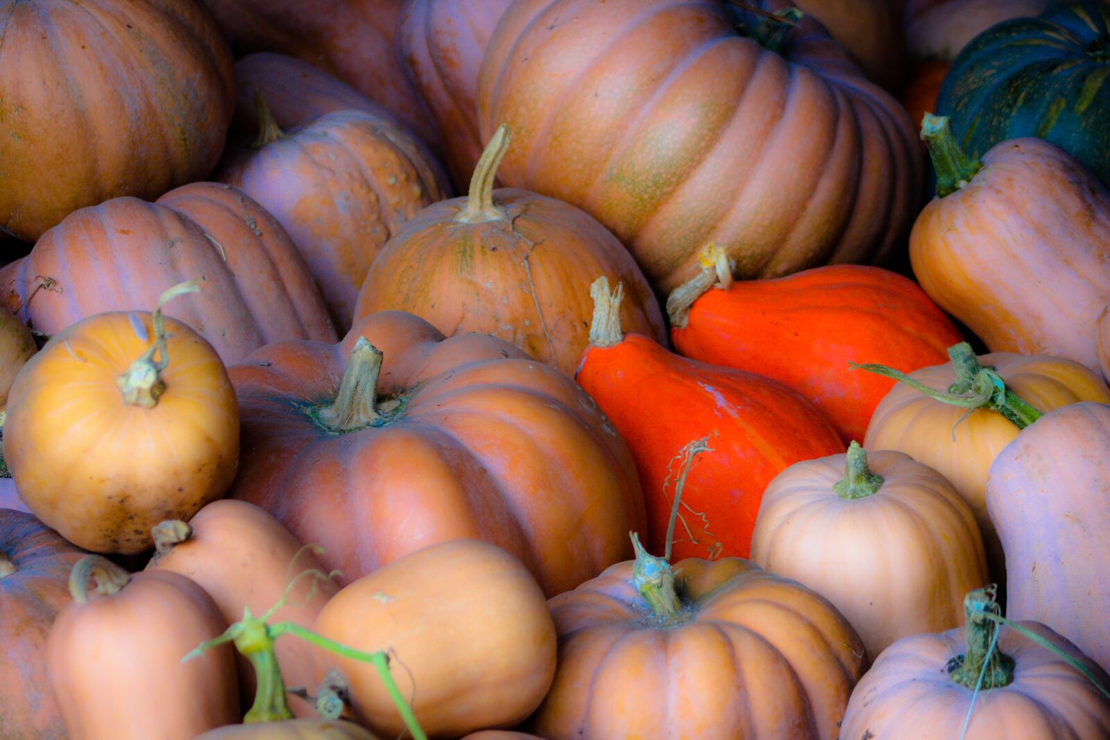 Canon EOS 1000D (EOS Digital Rebel XS / EOS Kiss F) sample photo. The latest, autumn, orange photography