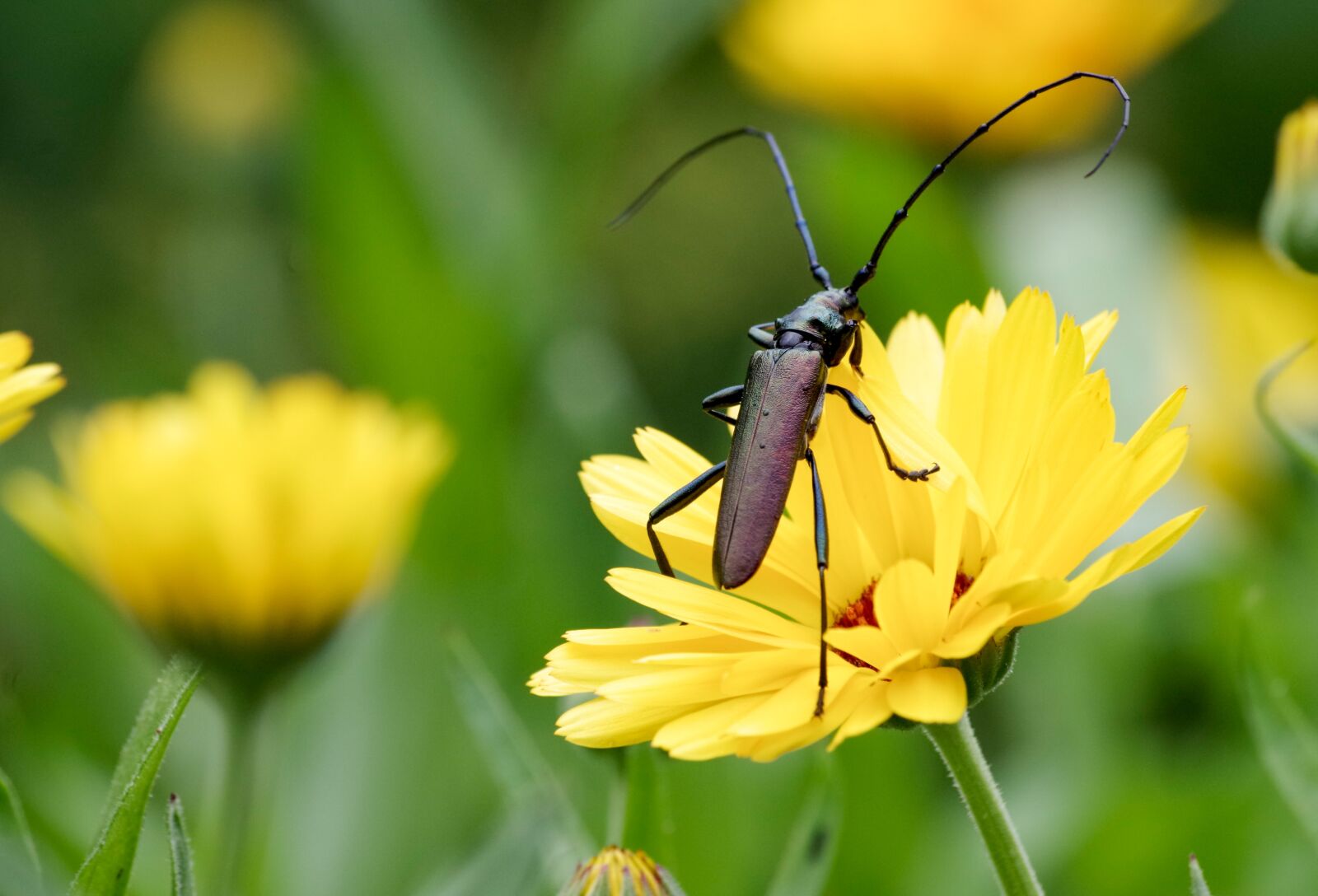 Pentax K-30 sample photo. Musk beetle, beetle, longhorn photography