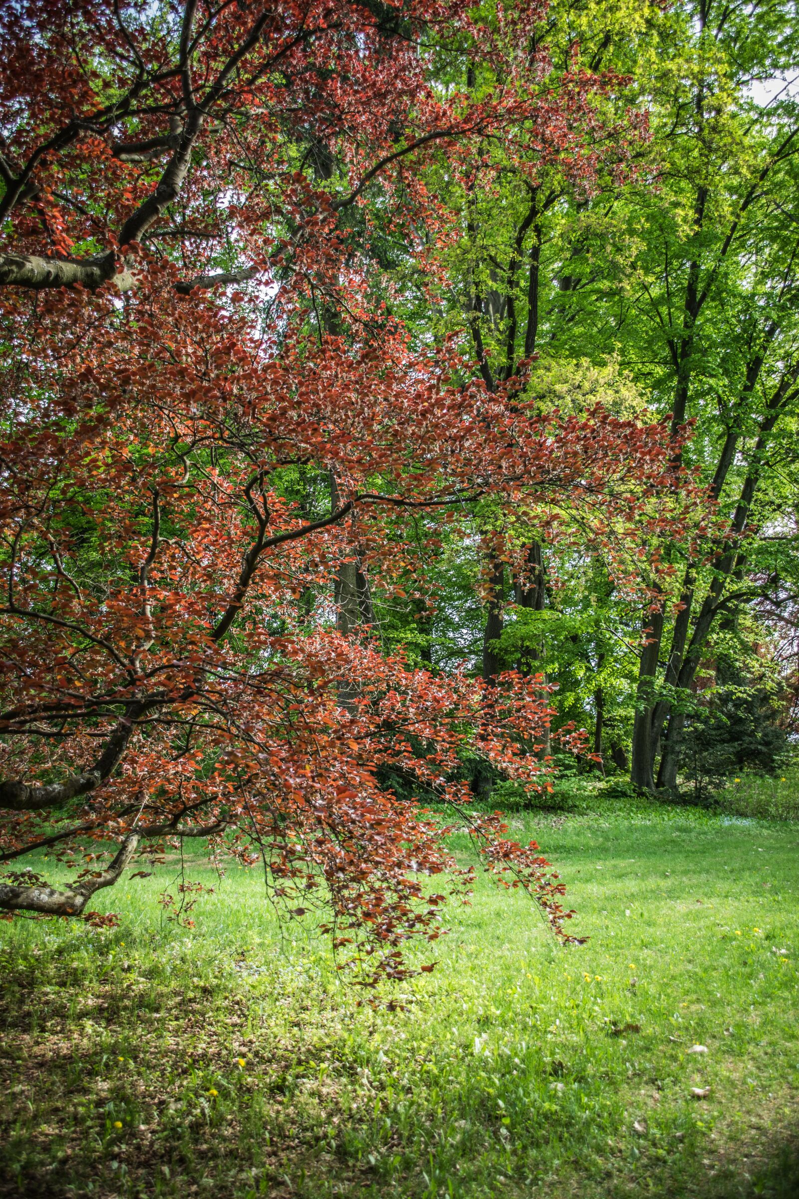 Nikon D5300 sample photo. Park, trees, stromovka photography