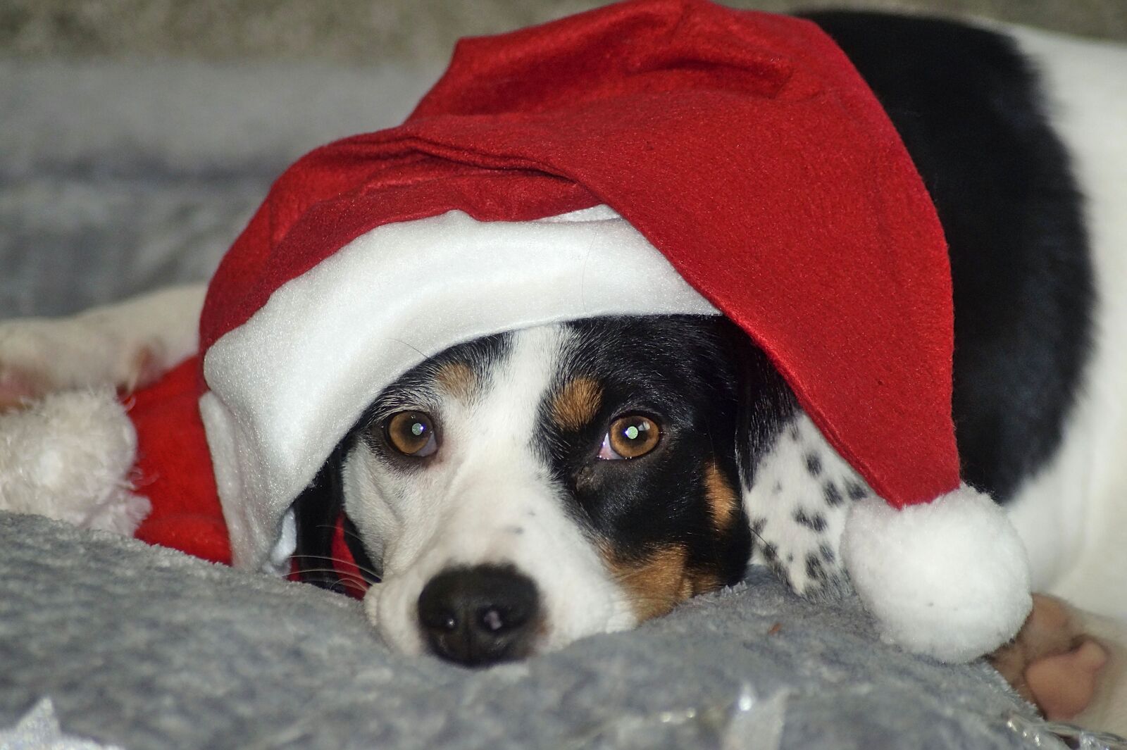 Sony SLT-A58 sample photo. Christmas, dog, nice photography