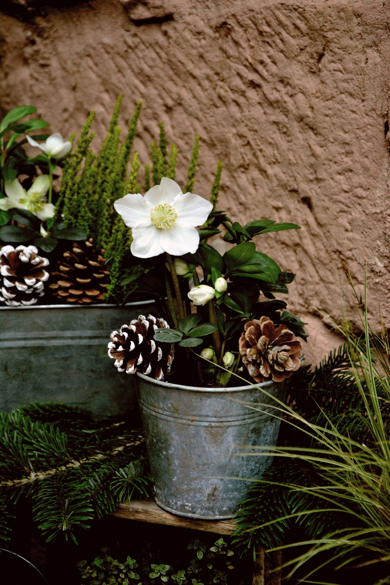 Nikon D5200 sample photo. Christian roses, christmas, winter photography