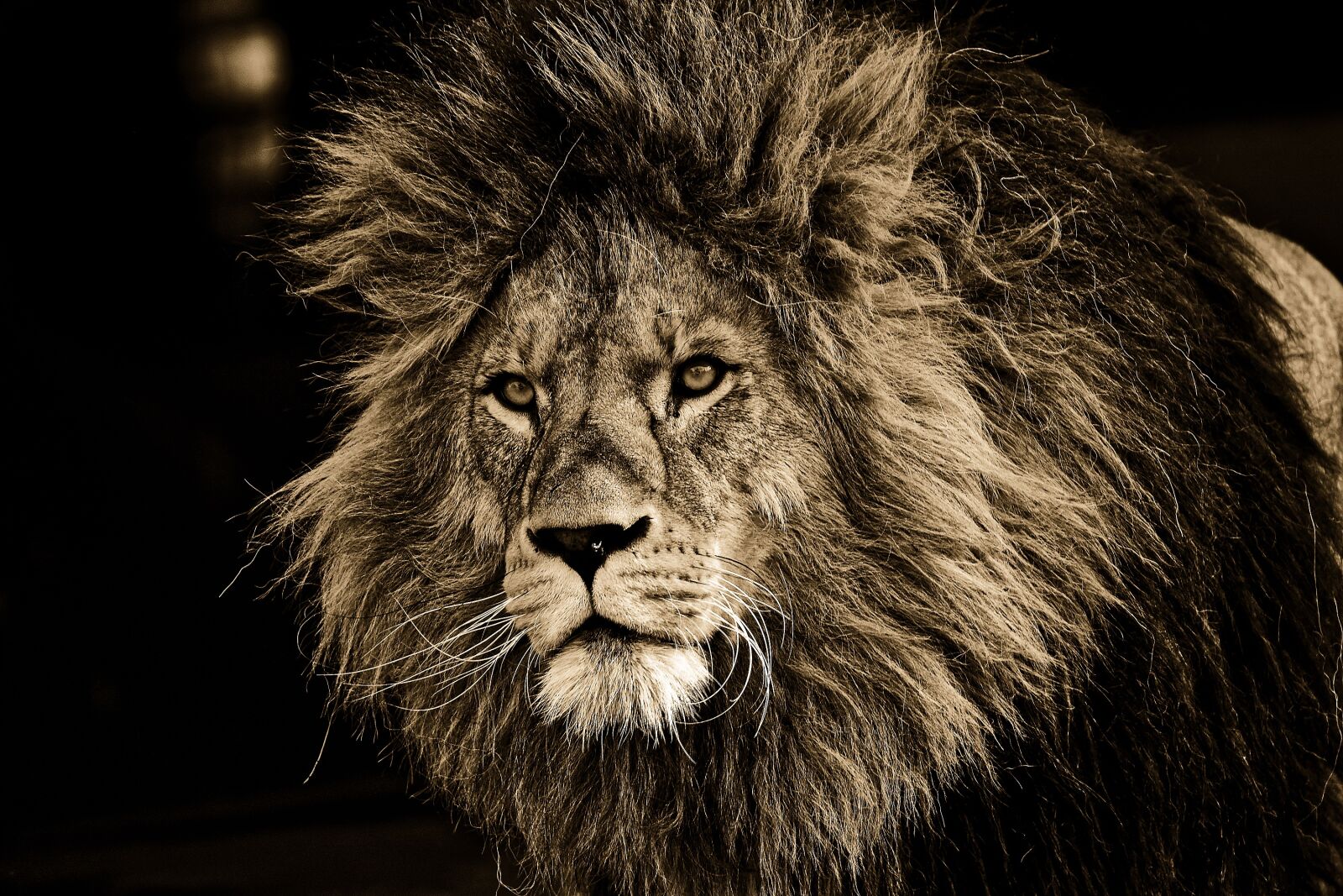Nikon D7200 sample photo. Lion, predator, dangerous photography