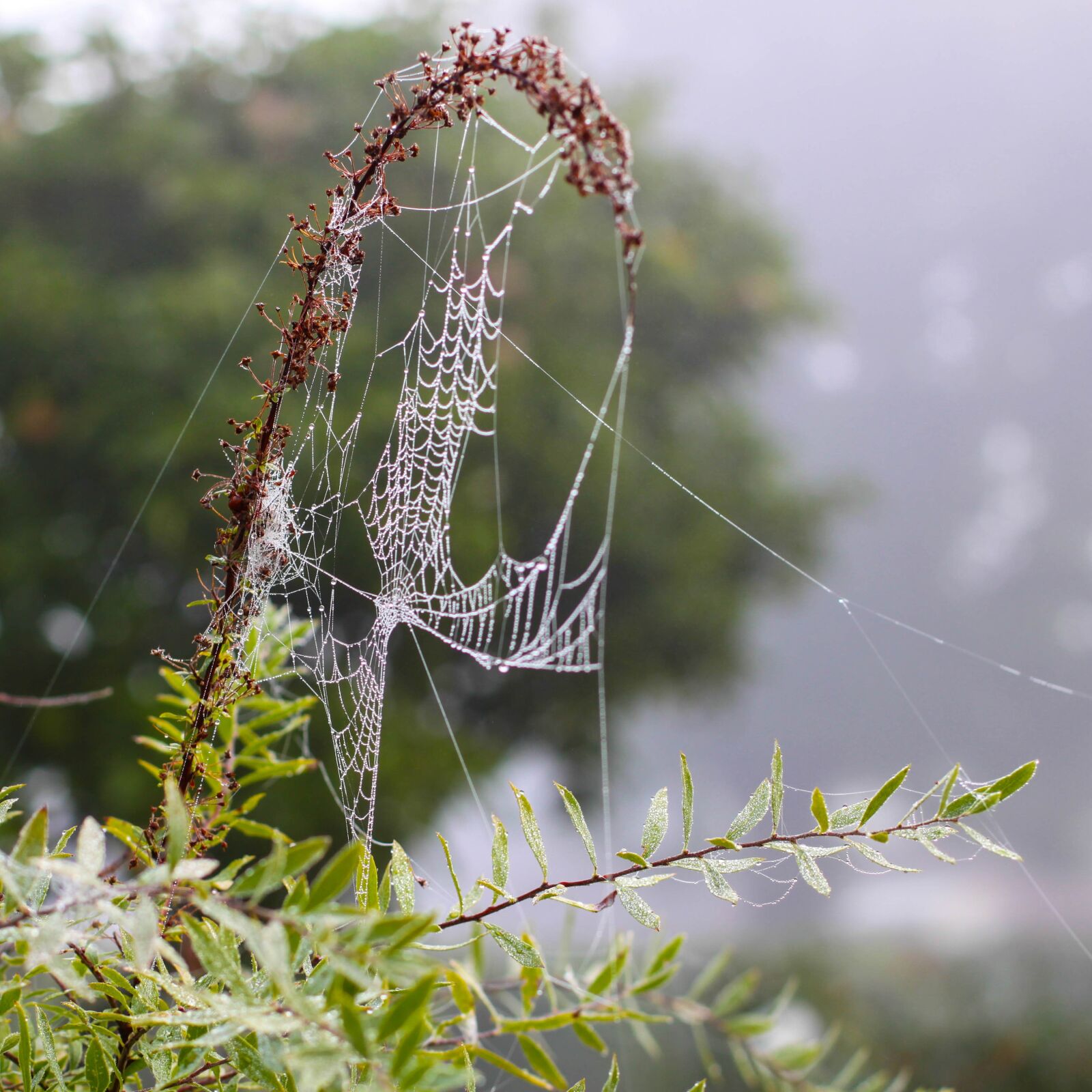 Canon EOS 500D (EOS Rebel T1i / EOS Kiss X3) sample photo. Spider, web, cobweb photography