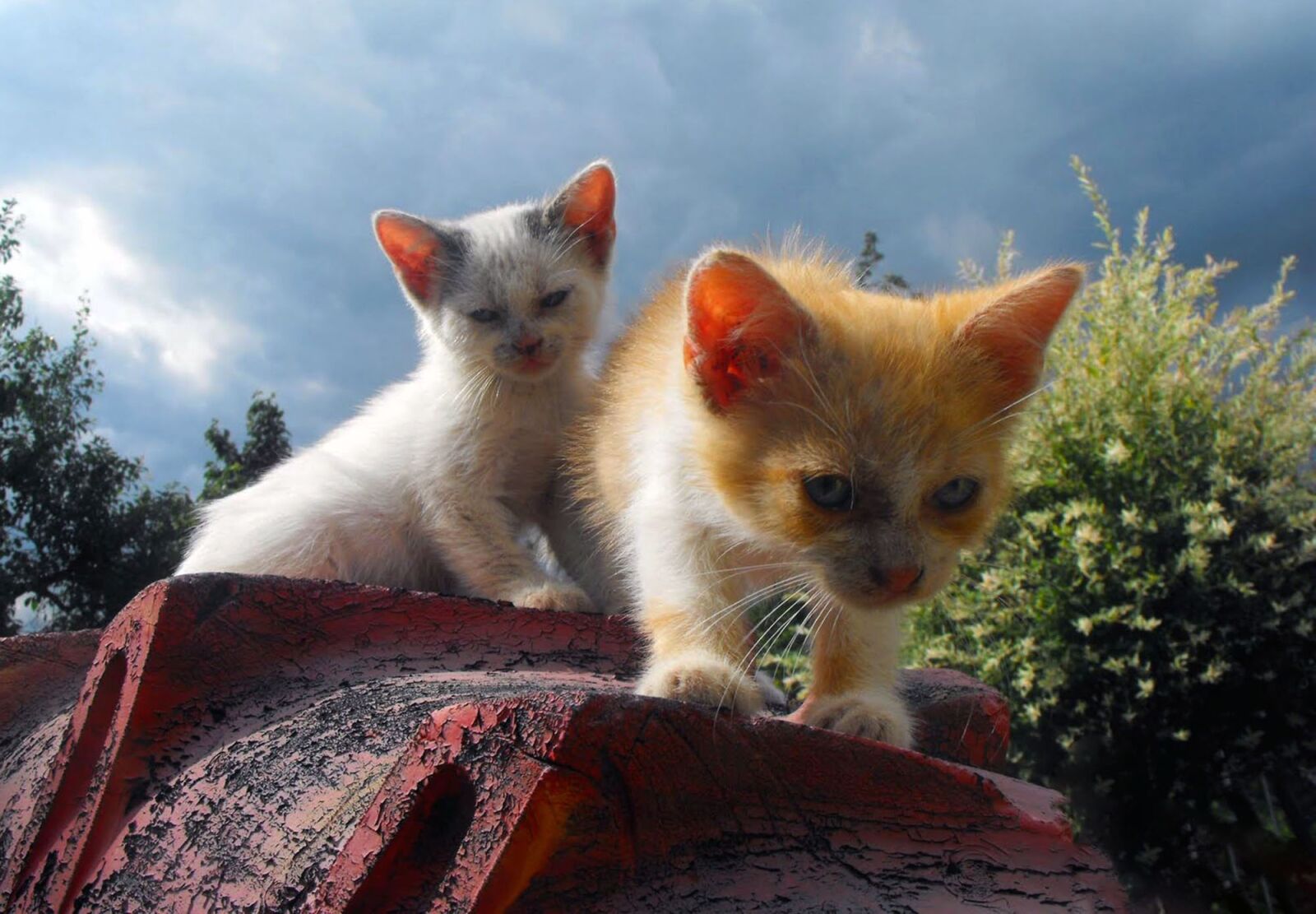 Fujifilm FinePix S1000fd sample photo. Kittens, cats, chicks photography