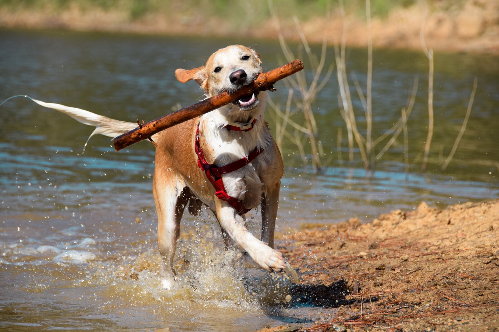 Nikon D5300 sample photo. Dog, puppy, pet photography