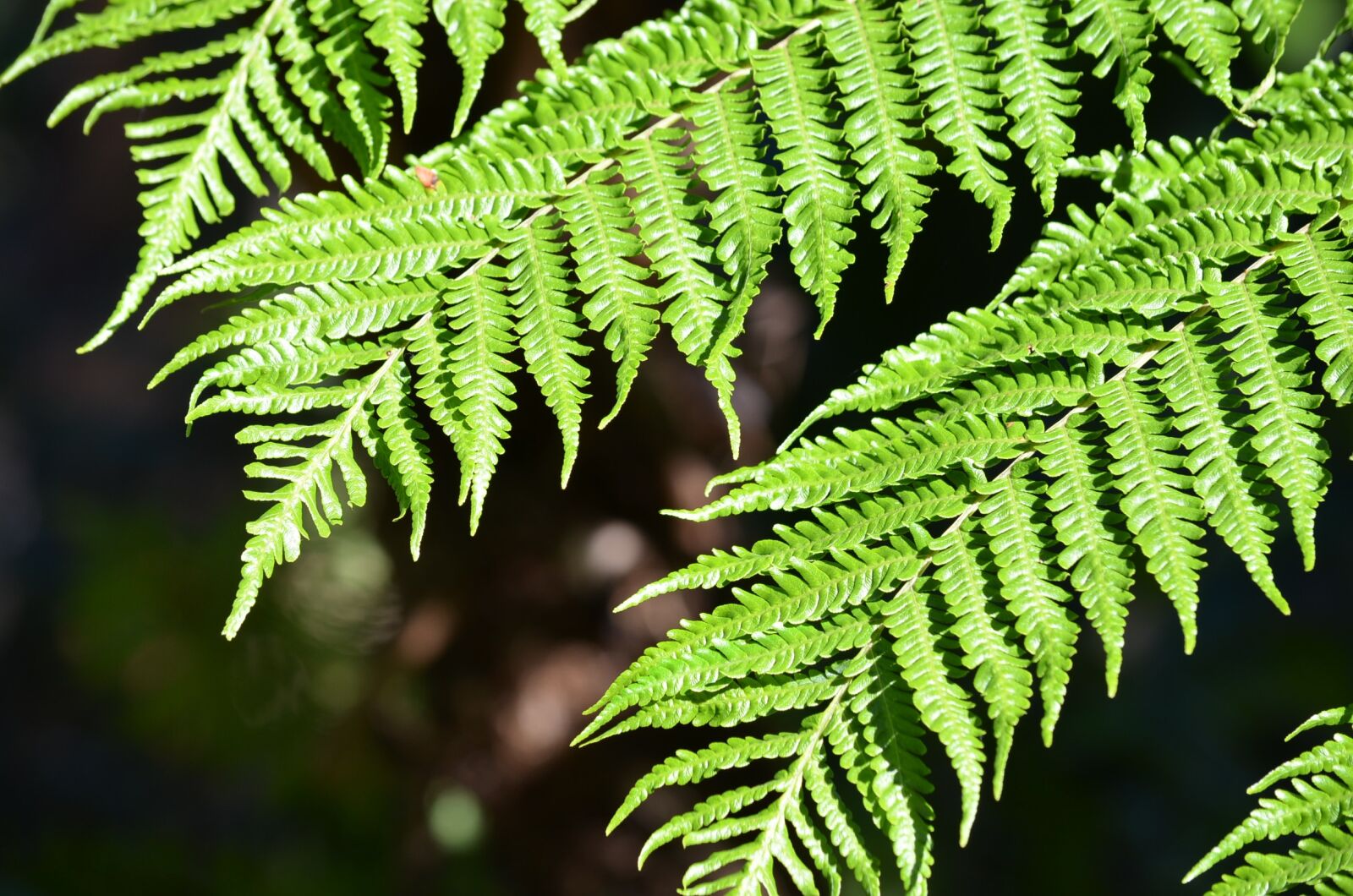 Nikon D5100 sample photo. Fern, plant, leaf photography