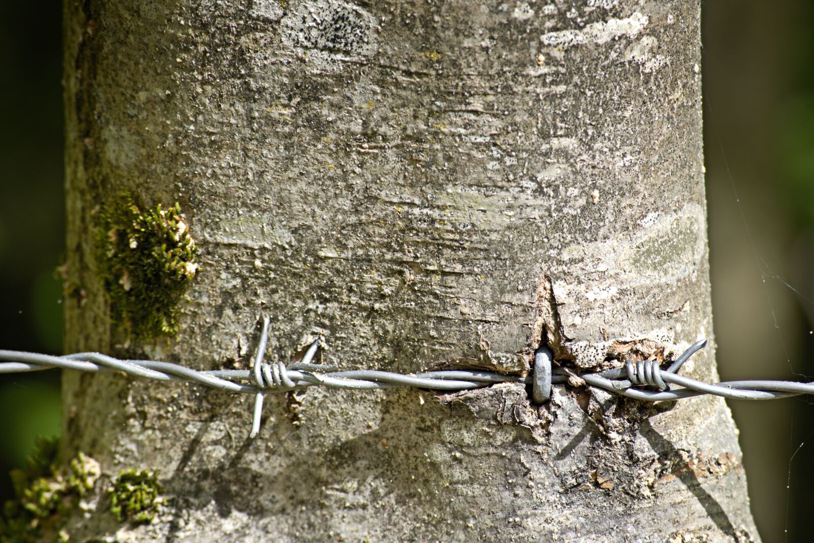55.0-200.0mm f/4.0-f/5.6 sample photo. Barbed wire, wire, metal photography