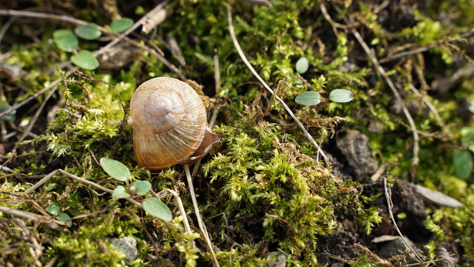 Tamron 28-75mm F2.8 Di III RXD sample photo. Shell, background, macro photography