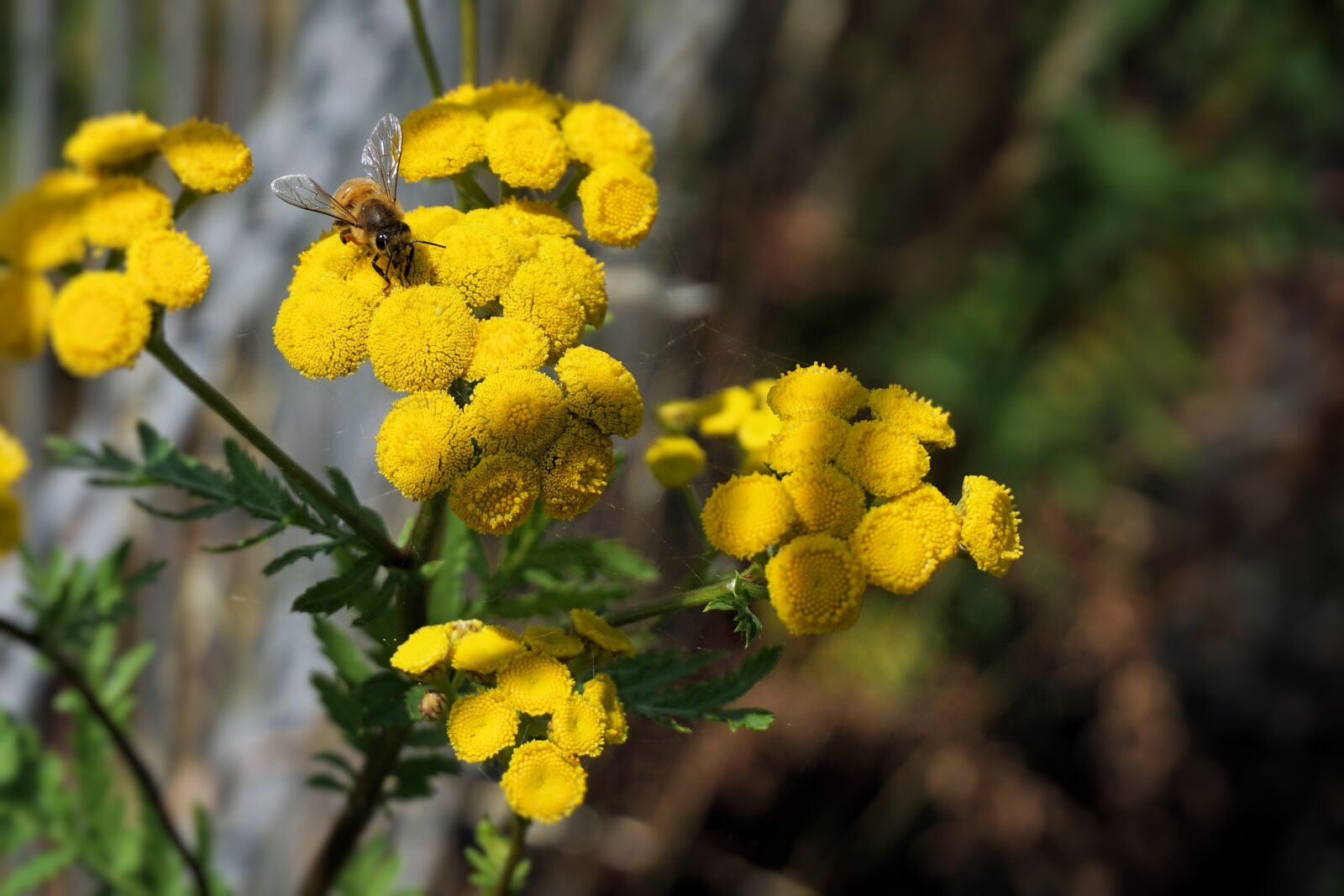 Sony a6000 sample photo. Flower, blossom, bloom photography