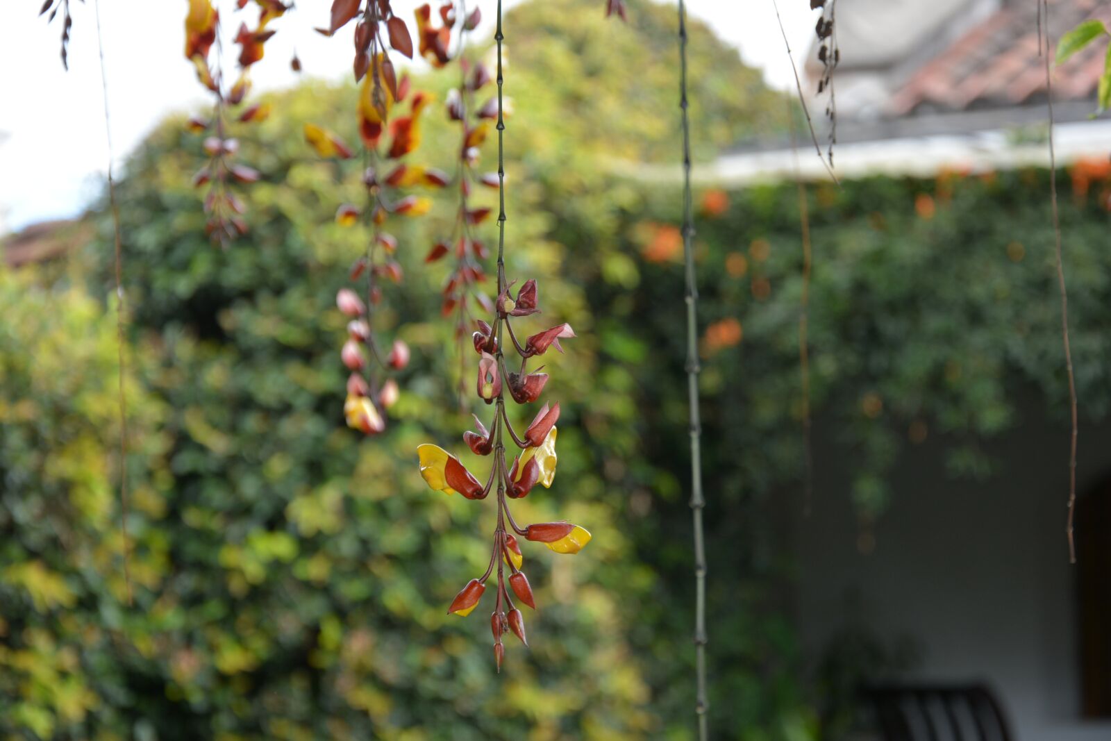 Nikon D7100 sample photo. Plant, tumbergia, garden photography