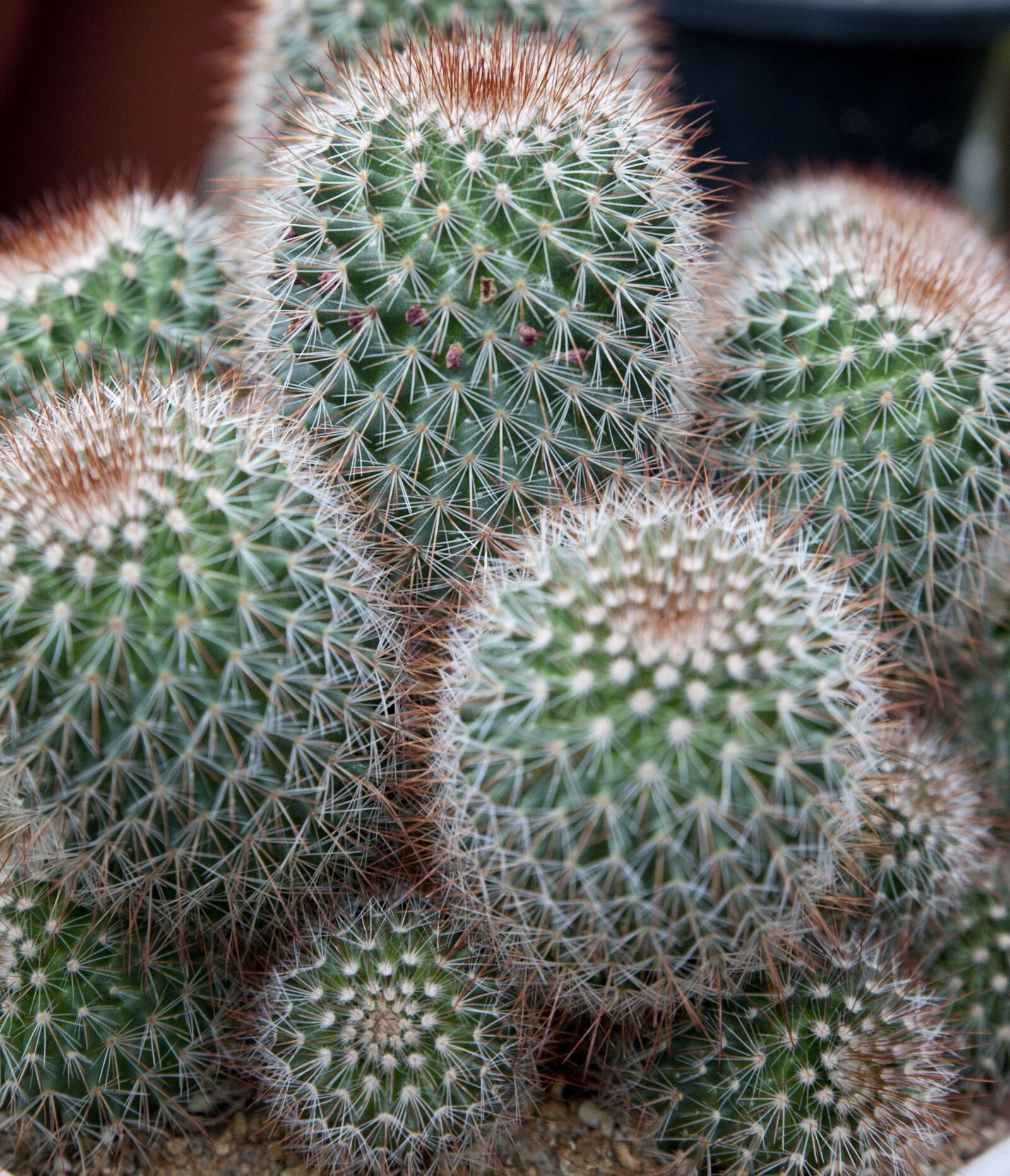 Canon EOS 5D sample photo. Cactus, nature, plants photography