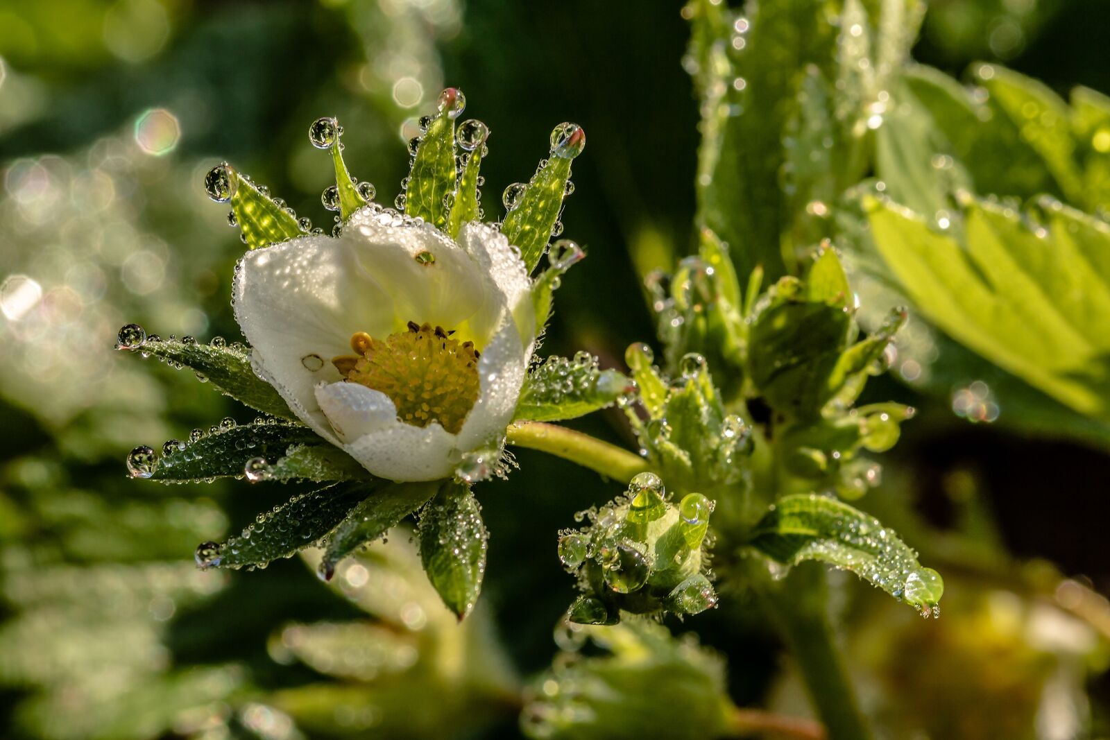 Canon EOS 750D (EOS Rebel T6i / EOS Kiss X8i) sample photo. Raindrop, dewdrop, strawberry flower photography