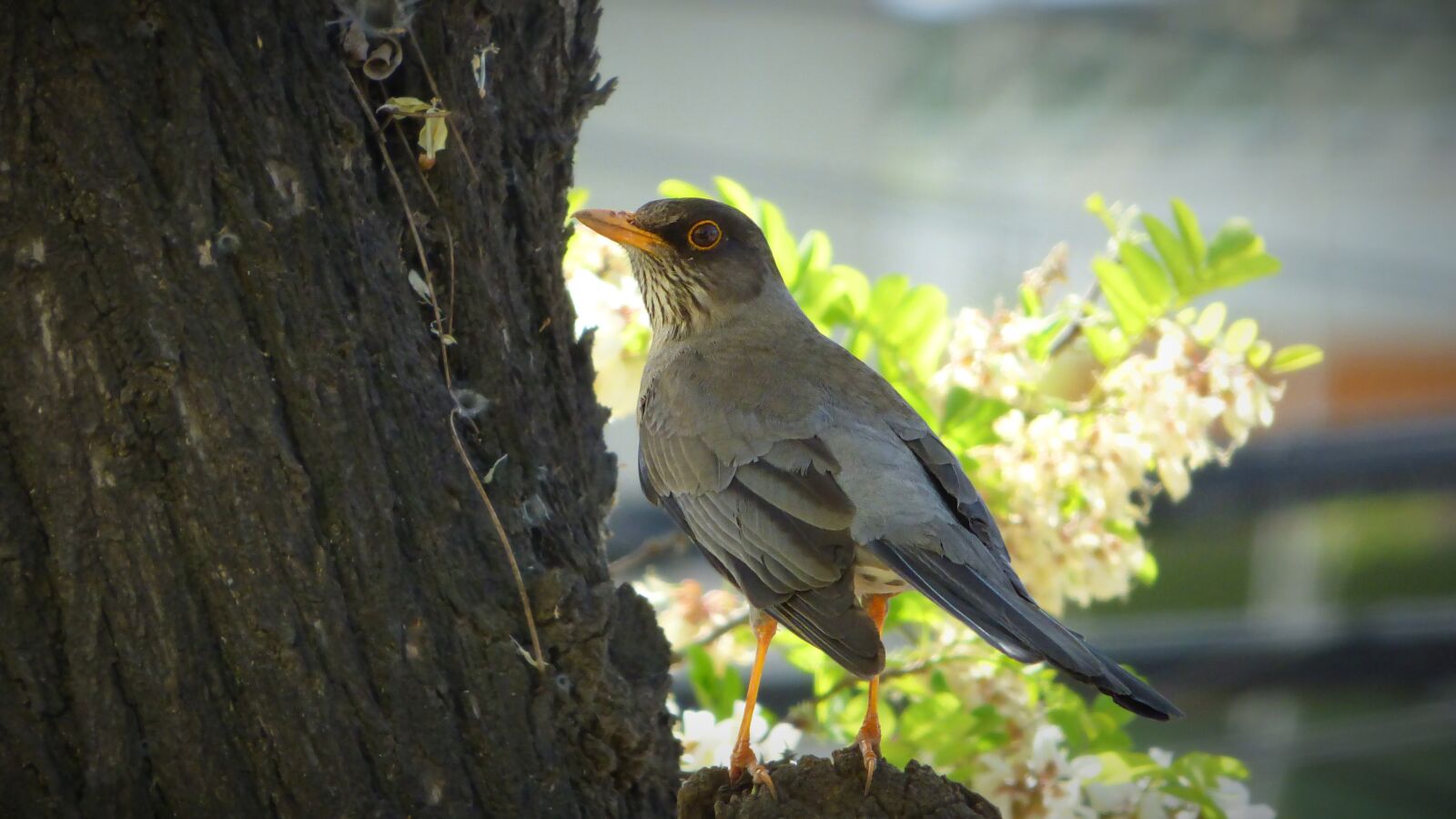 Panasonic Lumix DMC-FZ70 sample photo. Bird, ave, animal photography