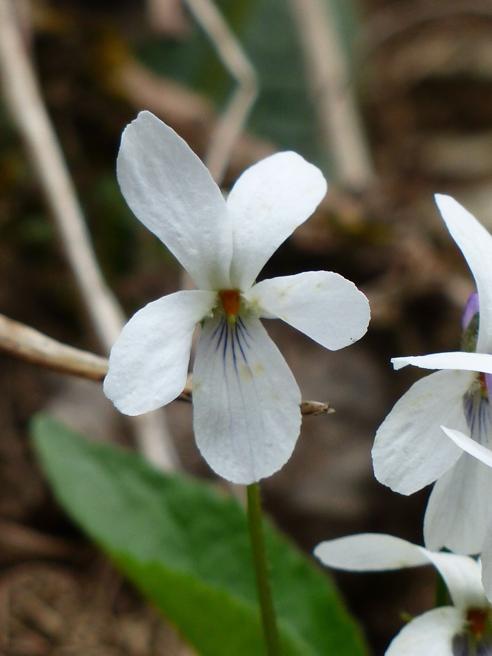 Panasonic Lumix DMC-FZ200 sample photo. Parma violet, white violet photography
