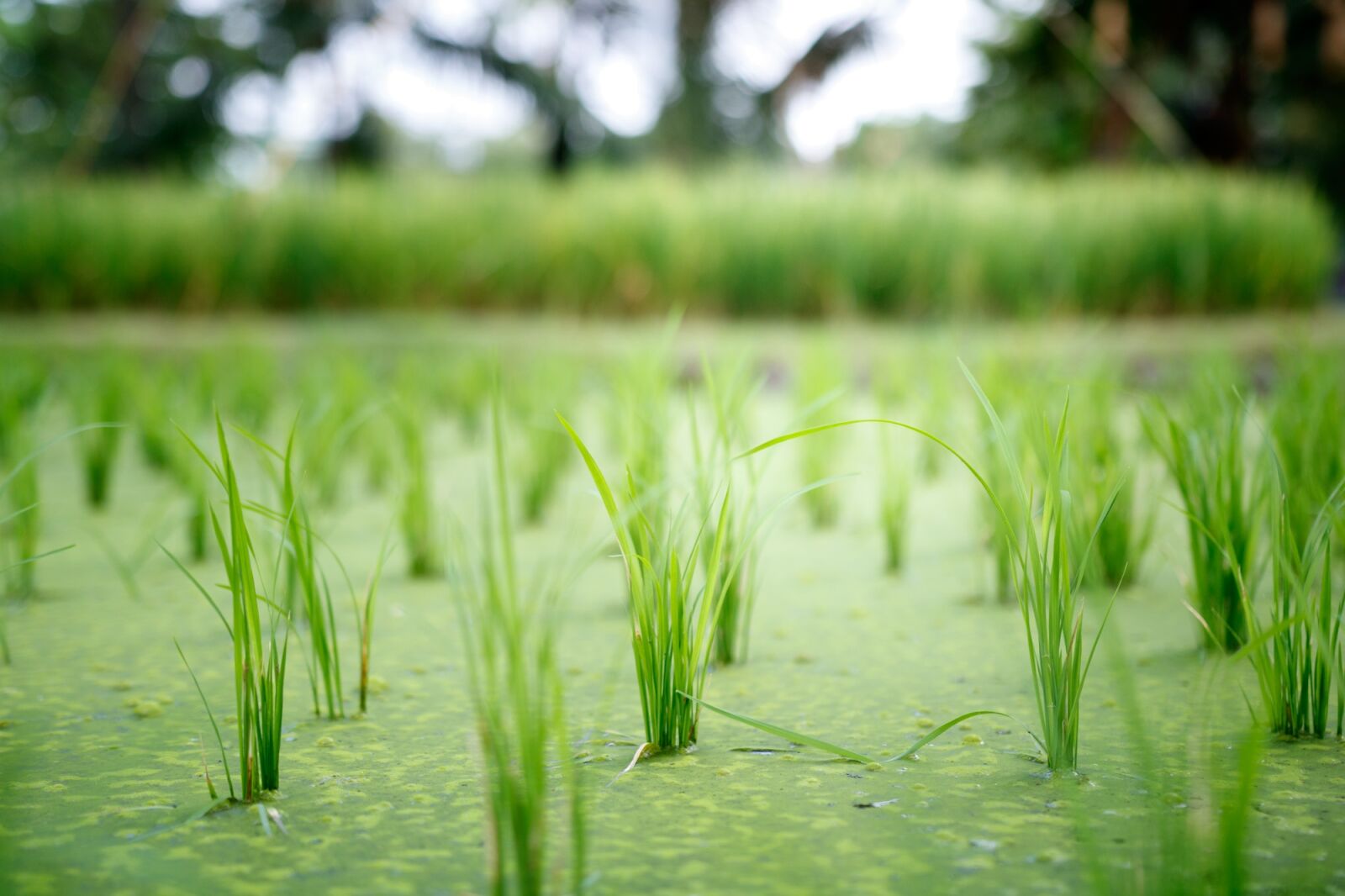 Canon EOS 750D (EOS Rebel T6i / EOS Kiss X8i) sample photo. Rice, plant, field photography
