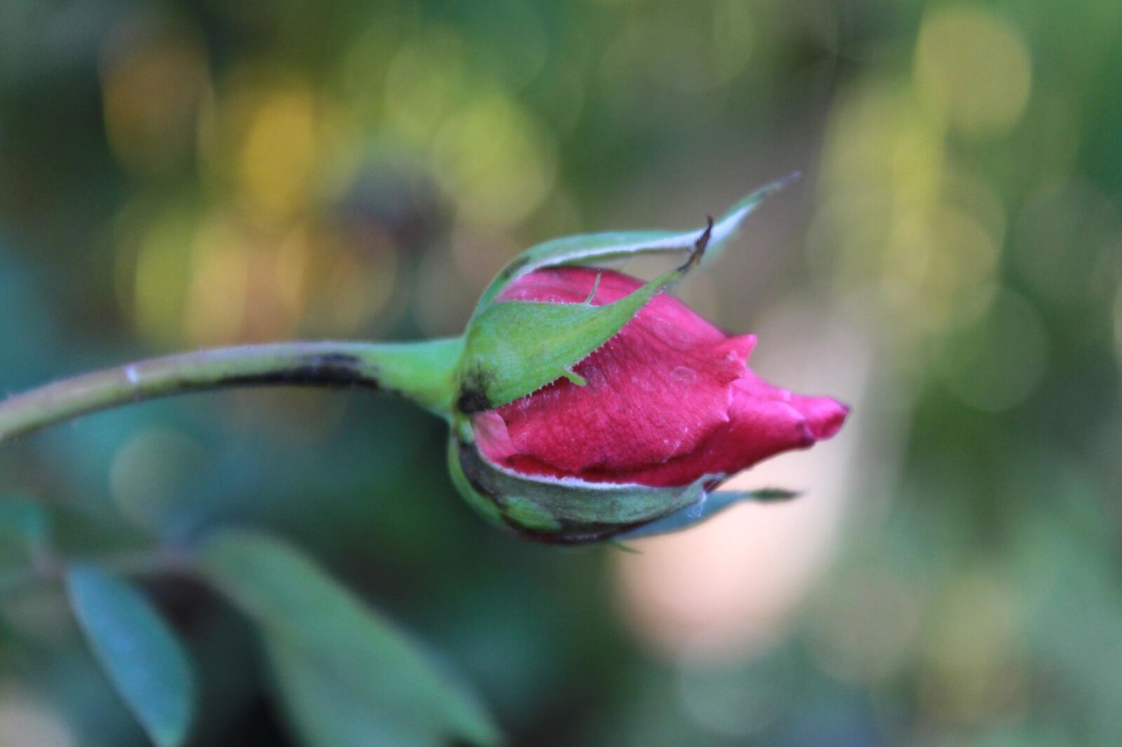 Canon EOS 600D (Rebel EOS T3i / EOS Kiss X5) sample photo. Pink, red, rose bud photography