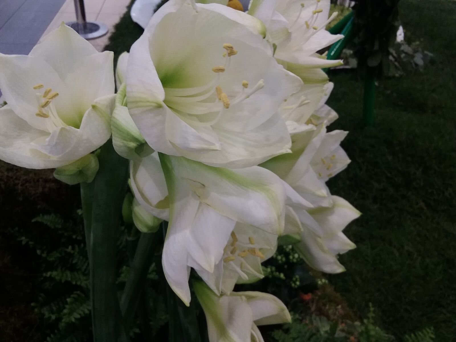 Samsung Galaxy J3(2016) sample photo
