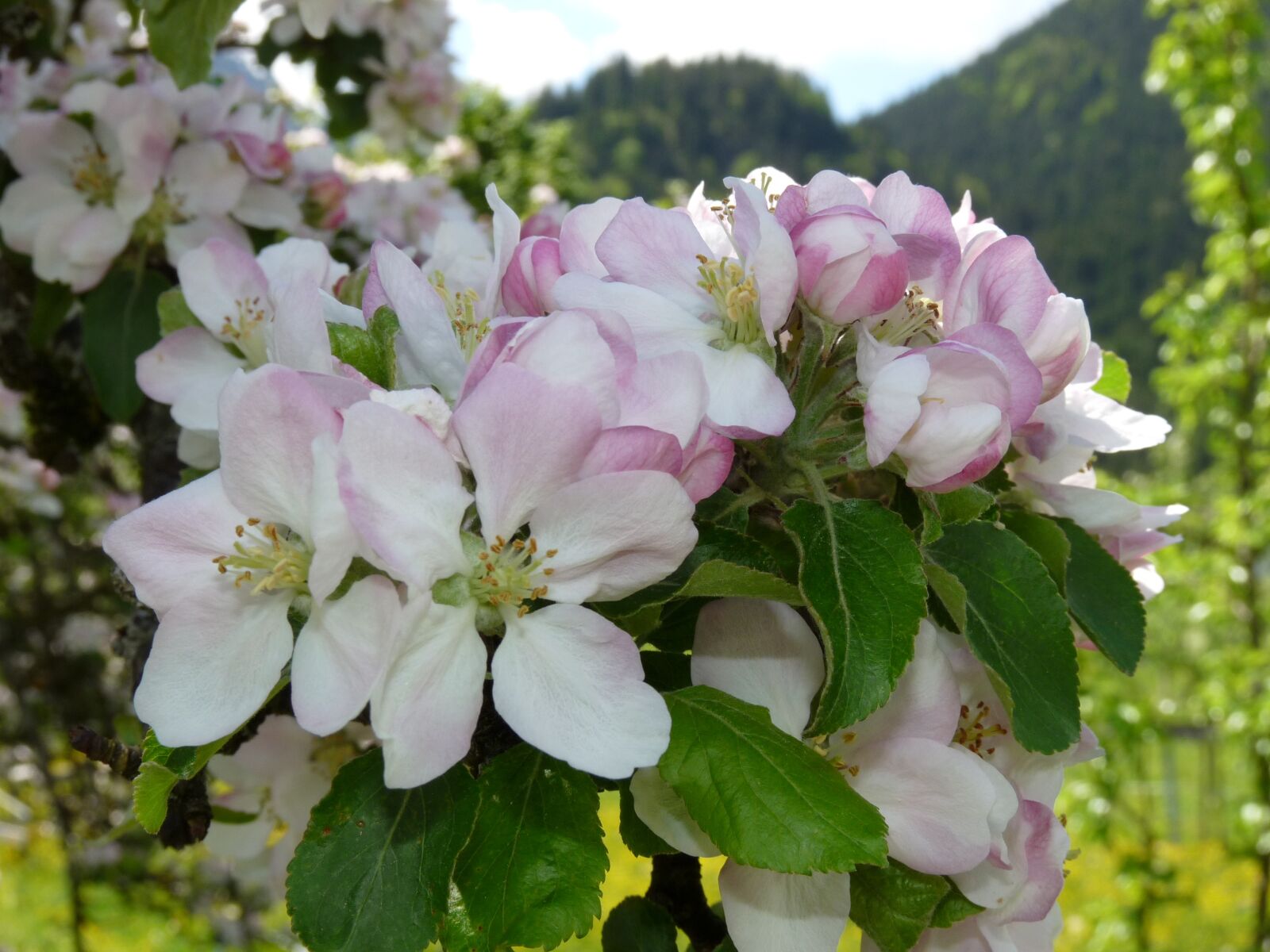 Panasonic Lumix DMC-FZ28 sample photo. Tree, blossom, bloom photography