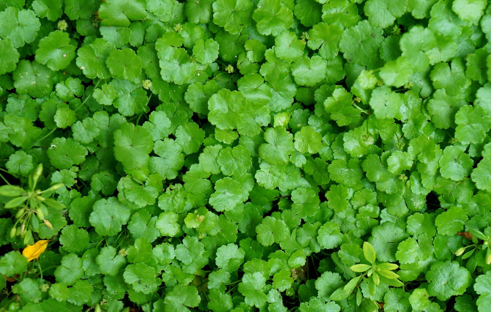Sony Alpha NEX-F3 + Sony E 18-55mm F3.5-5.6 OSS sample photo. Green, green leaf, outdoor photography