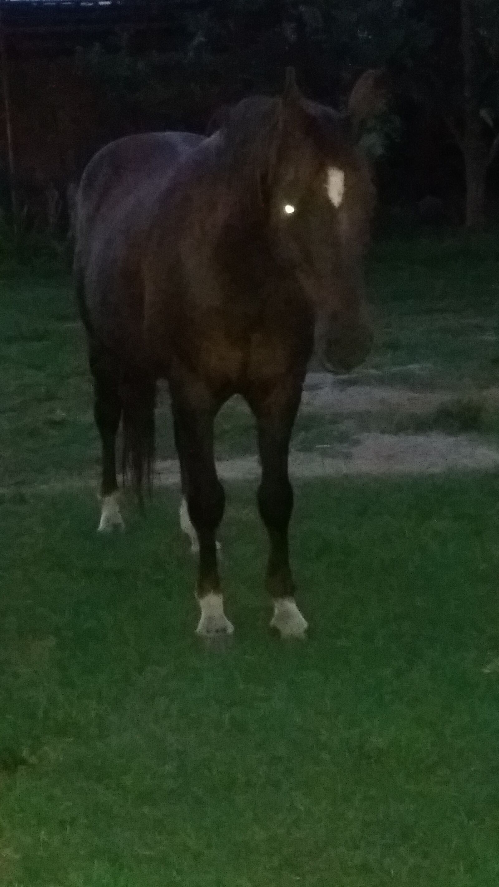 Samsung Galaxy J5 sample photo. Horse, dark, white photography