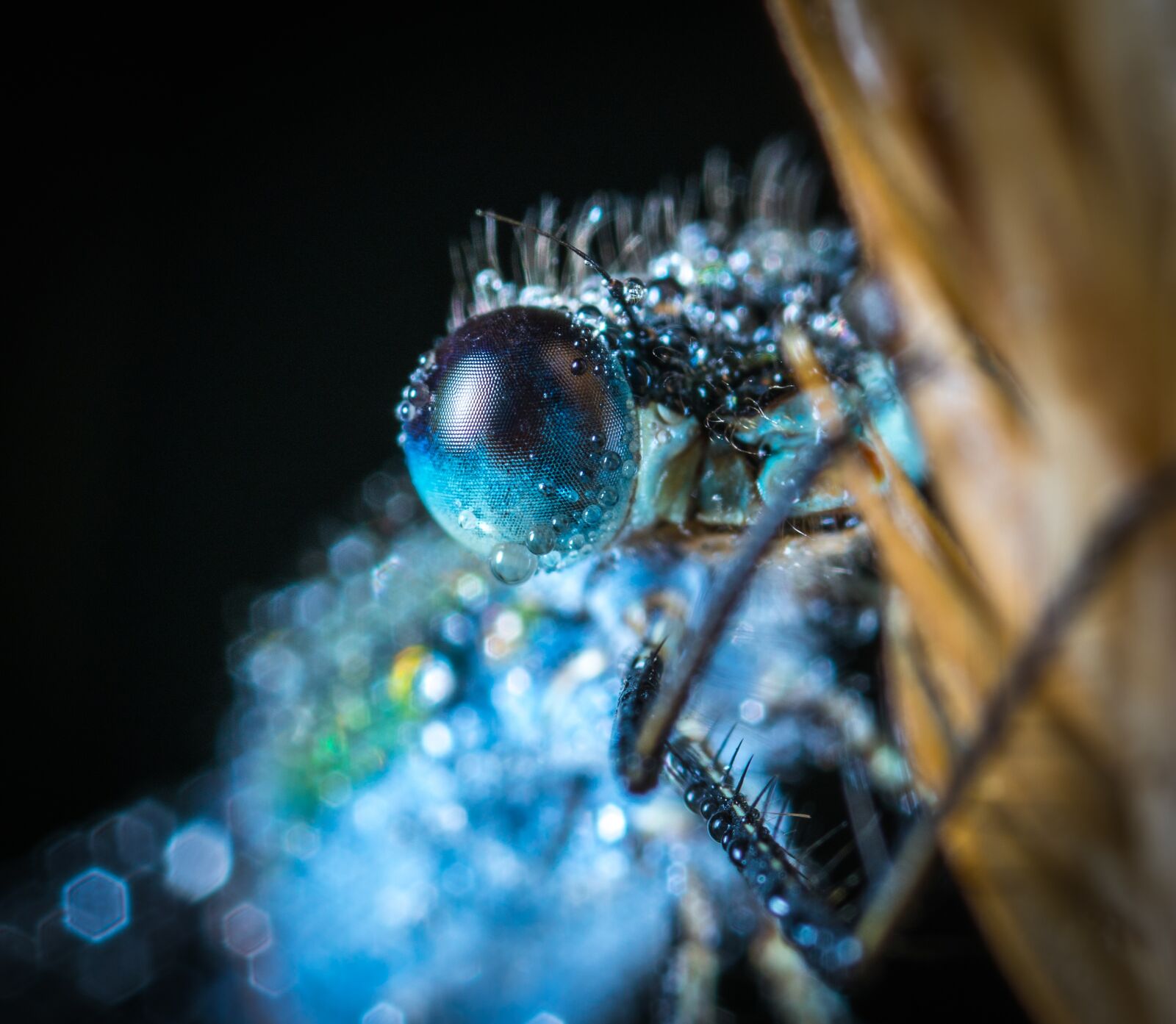 #124 65/2.8 sample photo. Insect, science, bespozvonochnoe photography