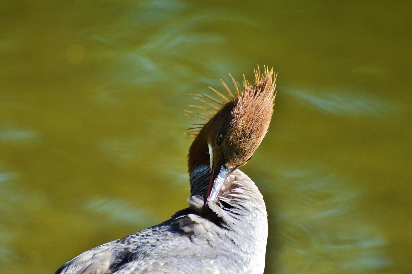 Nikon D3200 sample photo. Merganser, ducks, waterfowl photography