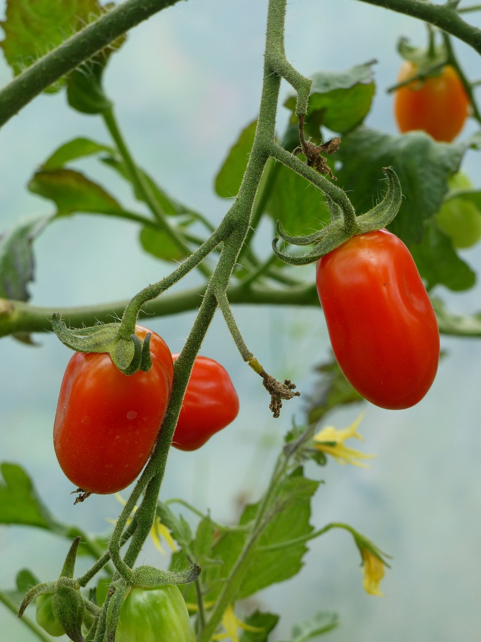 Panasonic Lumix DMC-FZ200 sample photo. Tomatoes, green, colors photography