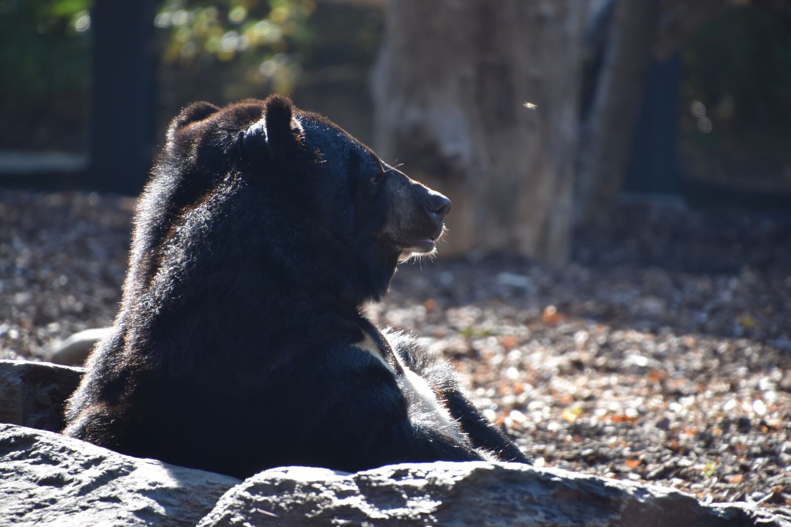 Nikon D5600 sample photo. Bear, brown, nature photography
