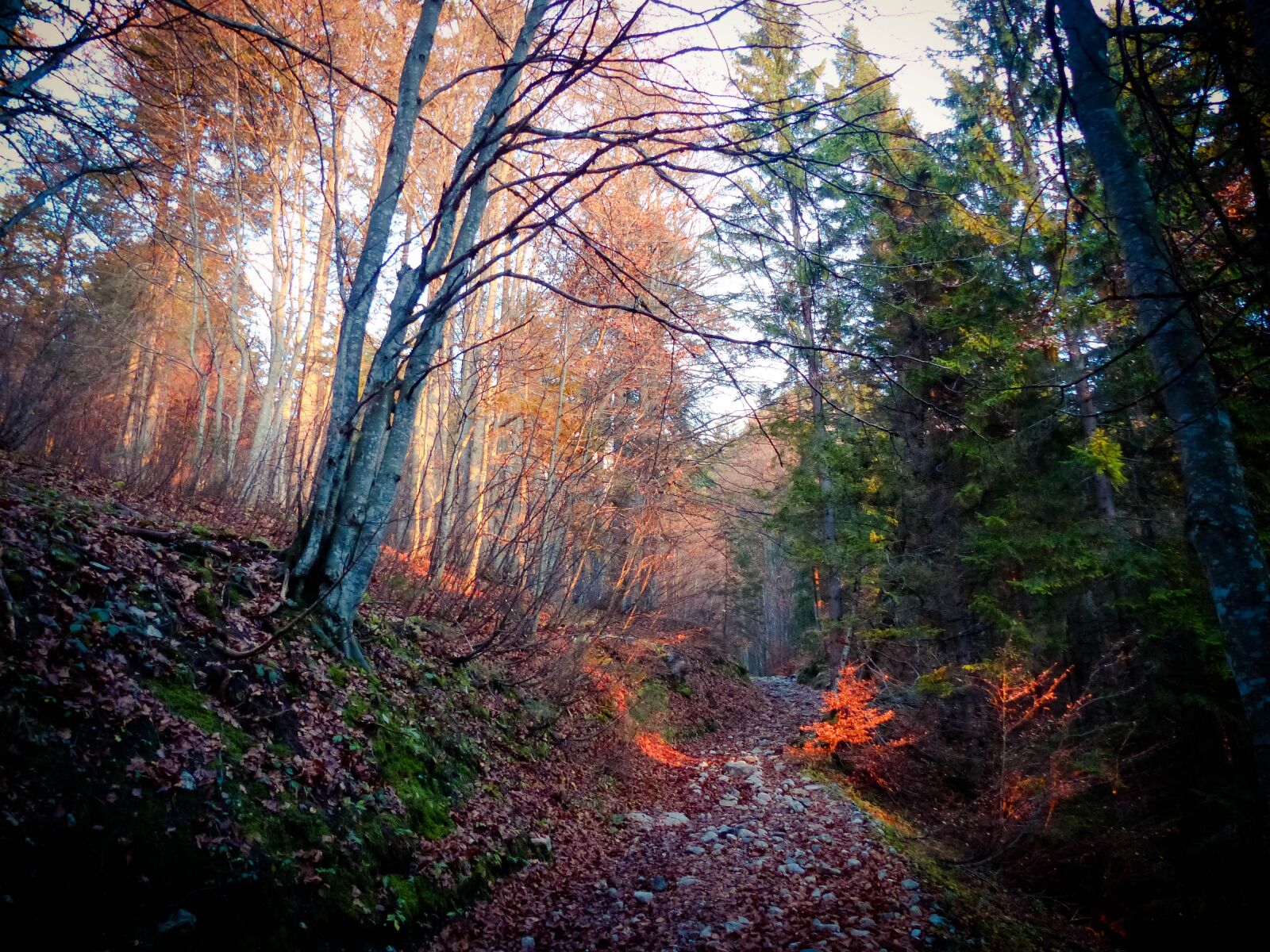 Panasonic Lumix DMC-FZ200 sample photo. Sun, autumn, mood photography