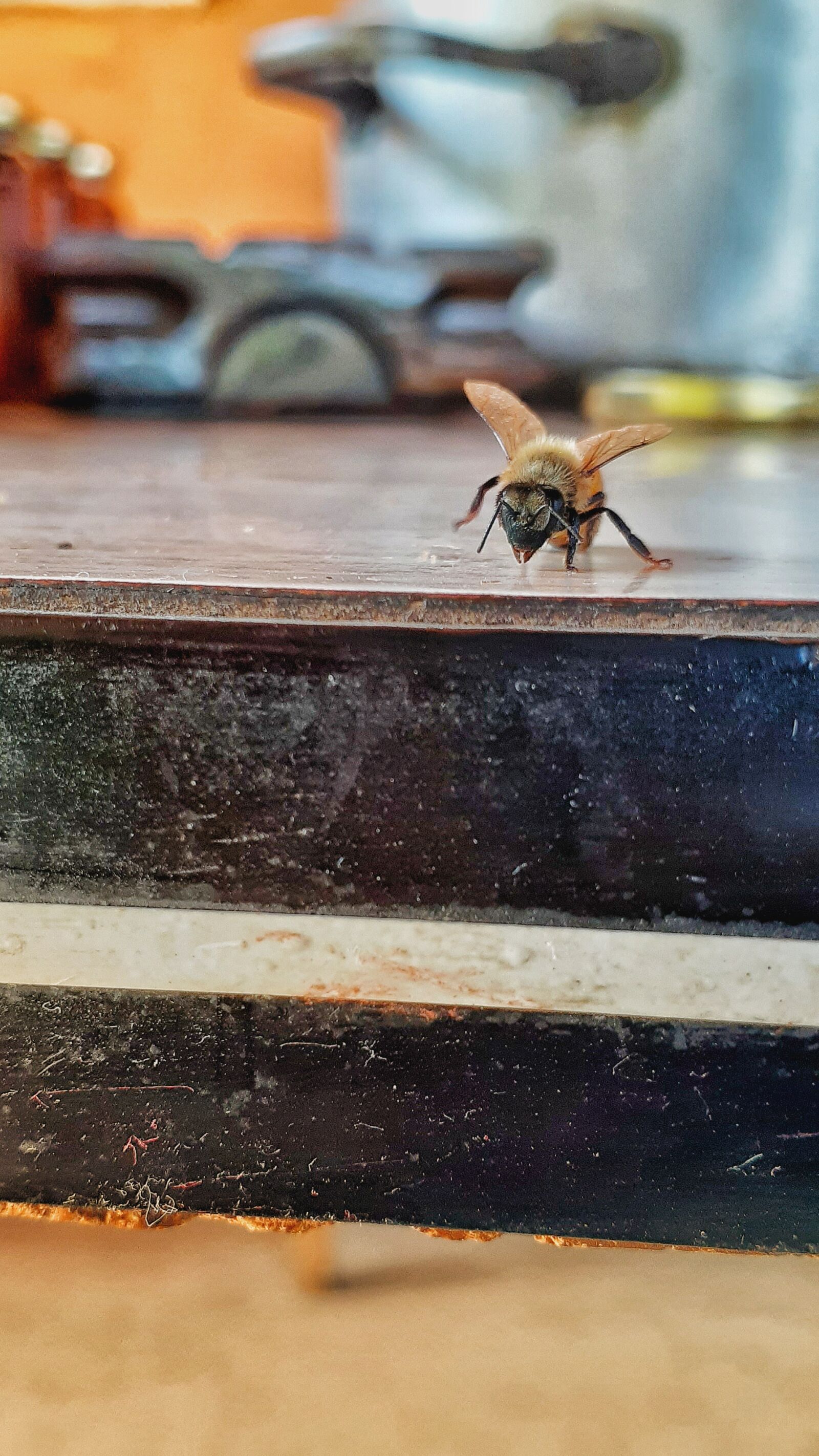 Samsung Galaxy A20 sample photo. Bee, insects, nature photography