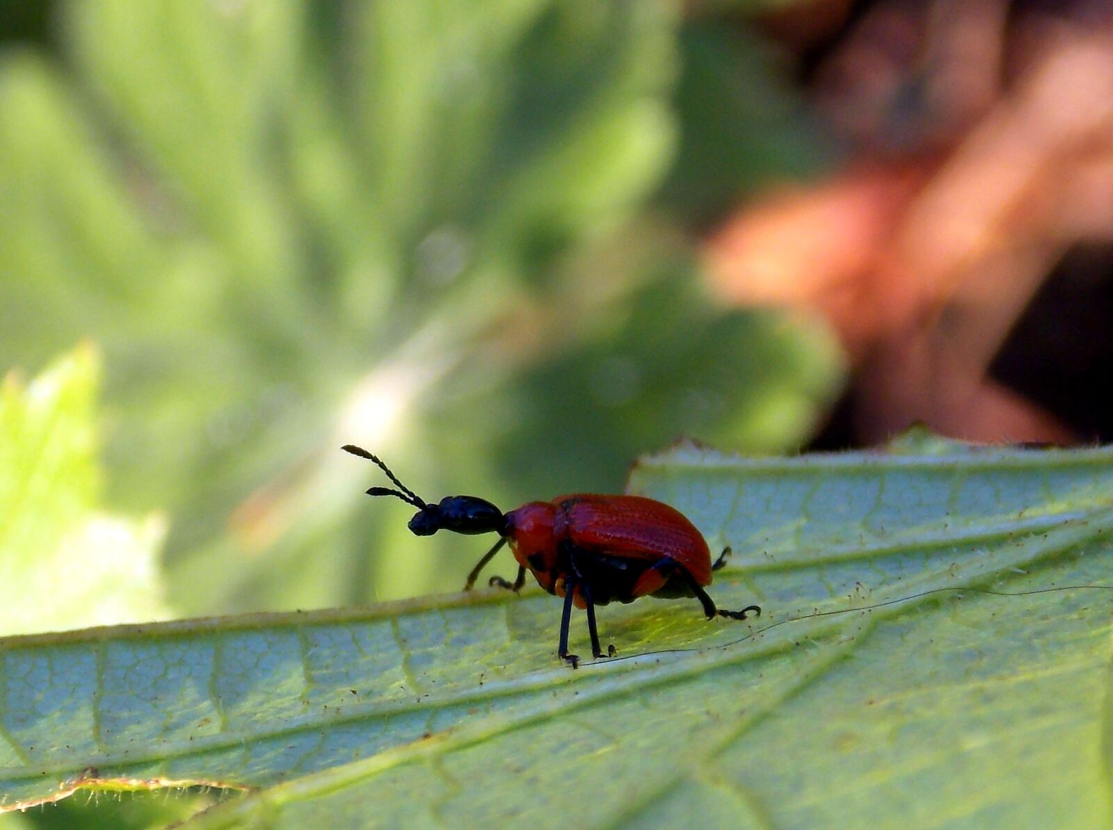 Nikon Coolpix L810 sample photo. Beetle, leaf roller, hazel photography