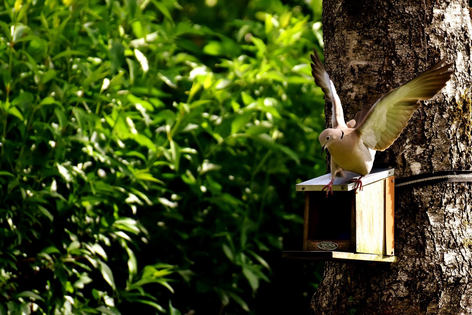 Nikon D7200 sample photo. Dove, bird, food photography