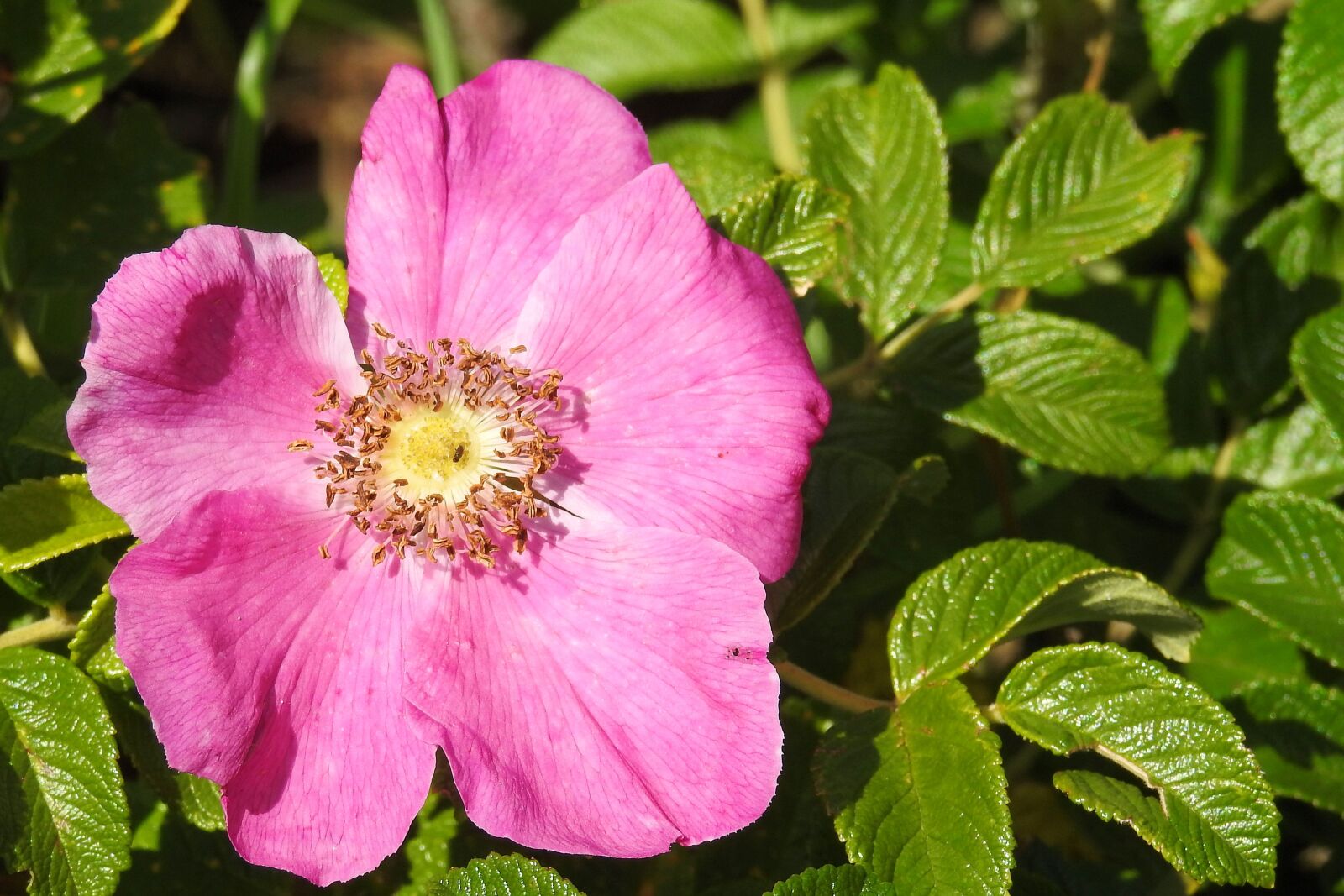 Nikon Coolpix P900 sample photo. Rose, potato rose, red photography