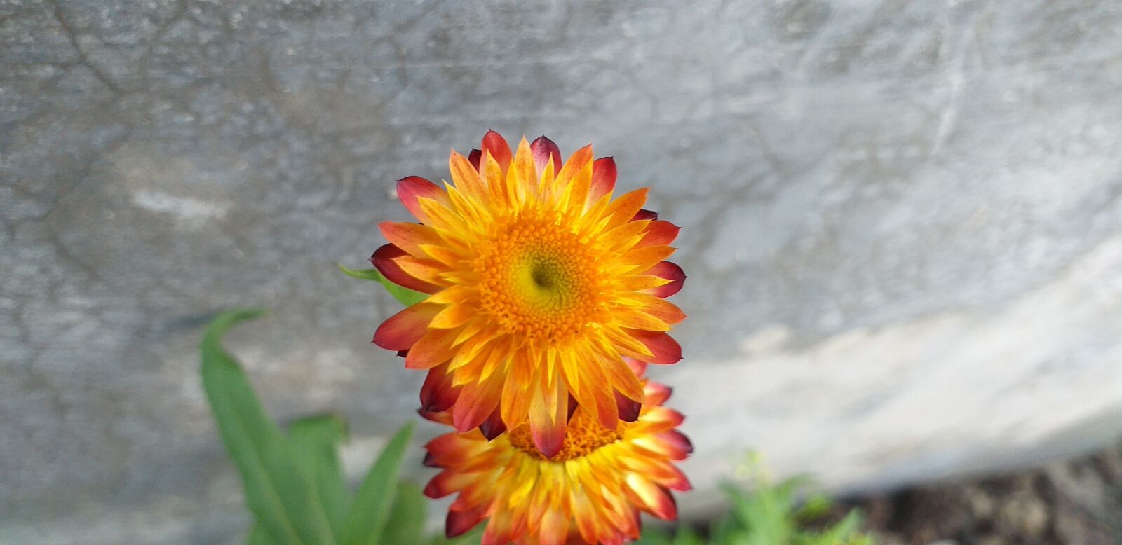 Samsung Galaxy J6+ sample photo. Flower, nature, environment photography