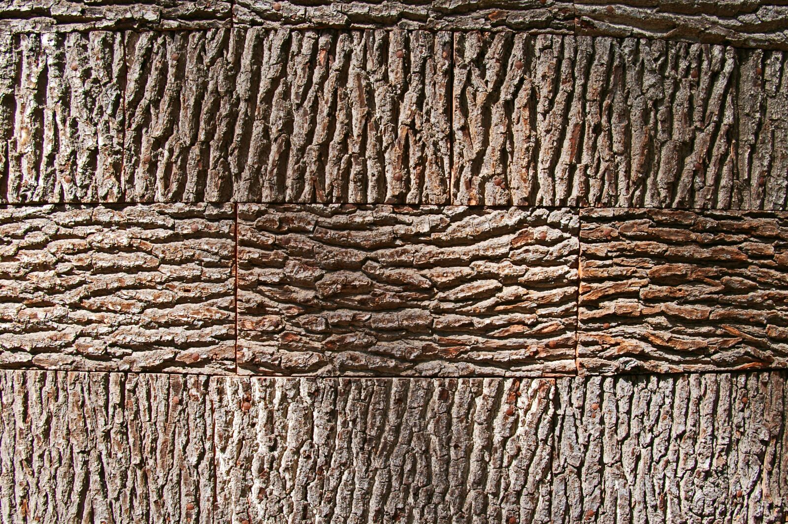 Pentax *ist DL2 sample photo. Tree bark, background, bark photography