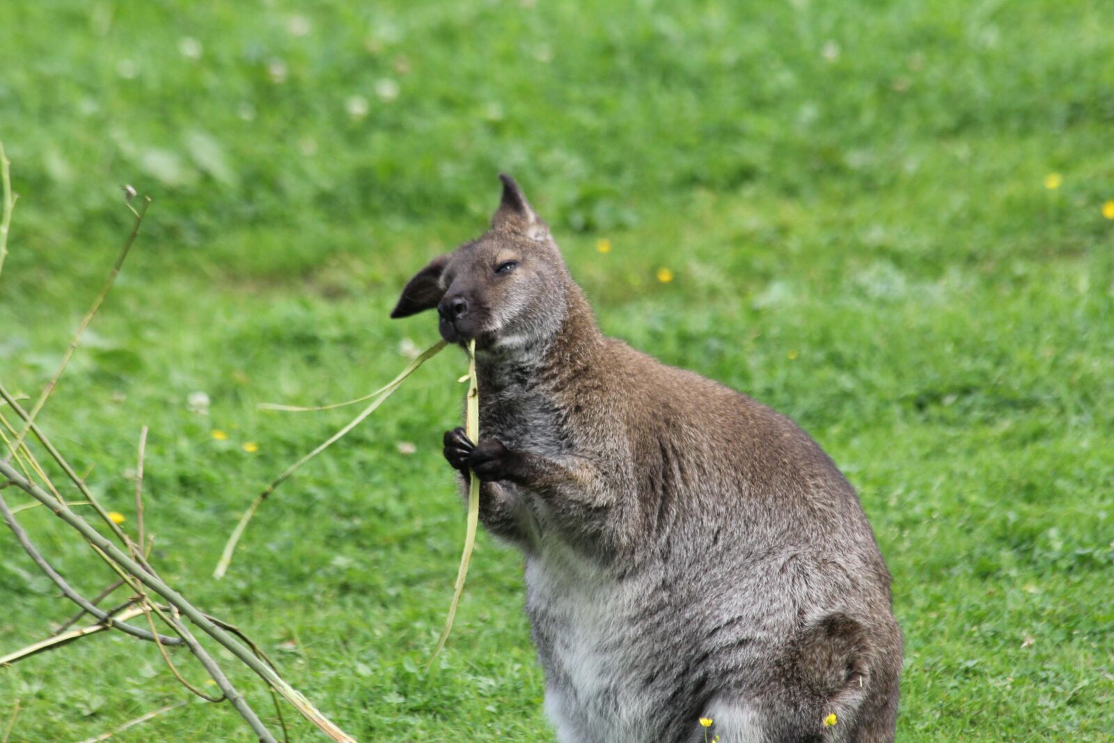 Canon EOS 60D sample photo. Kangaroo, eats, animal photography
