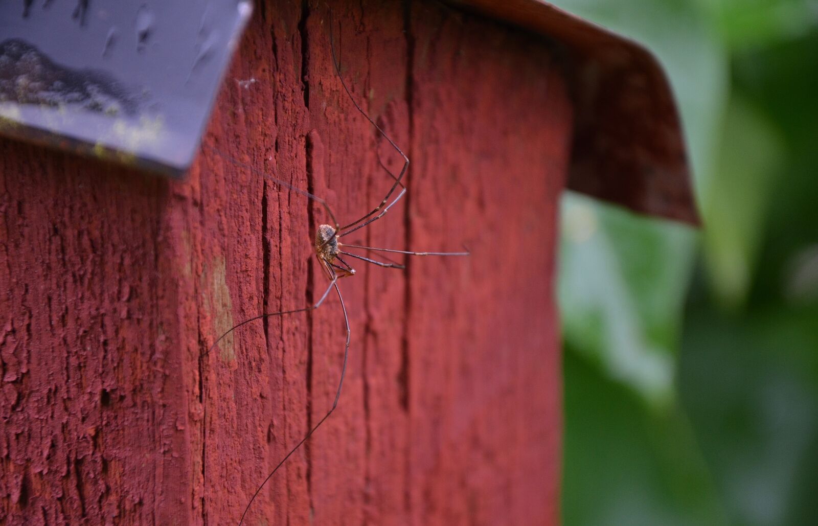Nikon D7000 sample photo. Spider, animal, insect photography