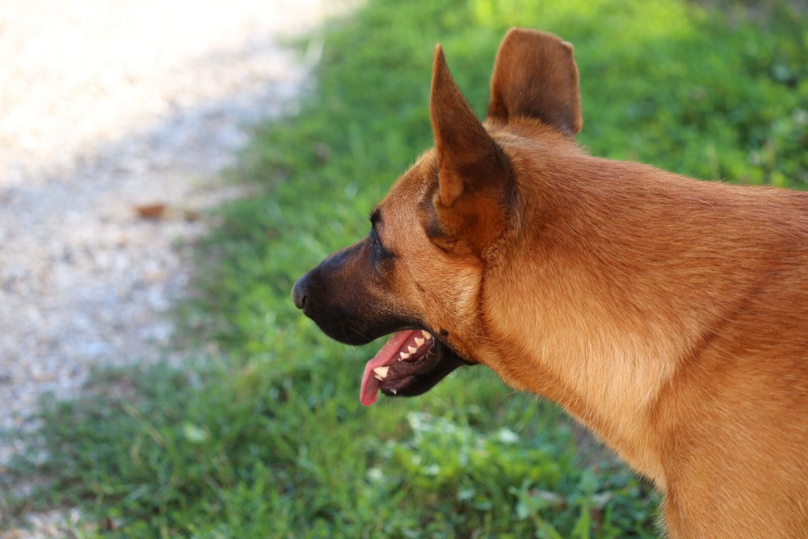 Canon EOS 6D + Canon EF 100mm F2.8 Macro USM sample photo. Belgian sheepdog, animal, guard photography